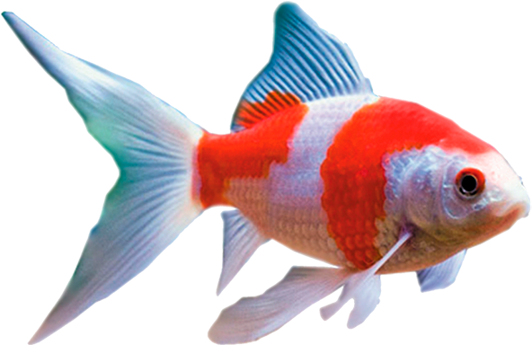魚 桌布 壁紙 — 一條鮮豔的橙白色金魚，帶有流動的藍色調魚鰭，在純黑色背景下優雅地游動。