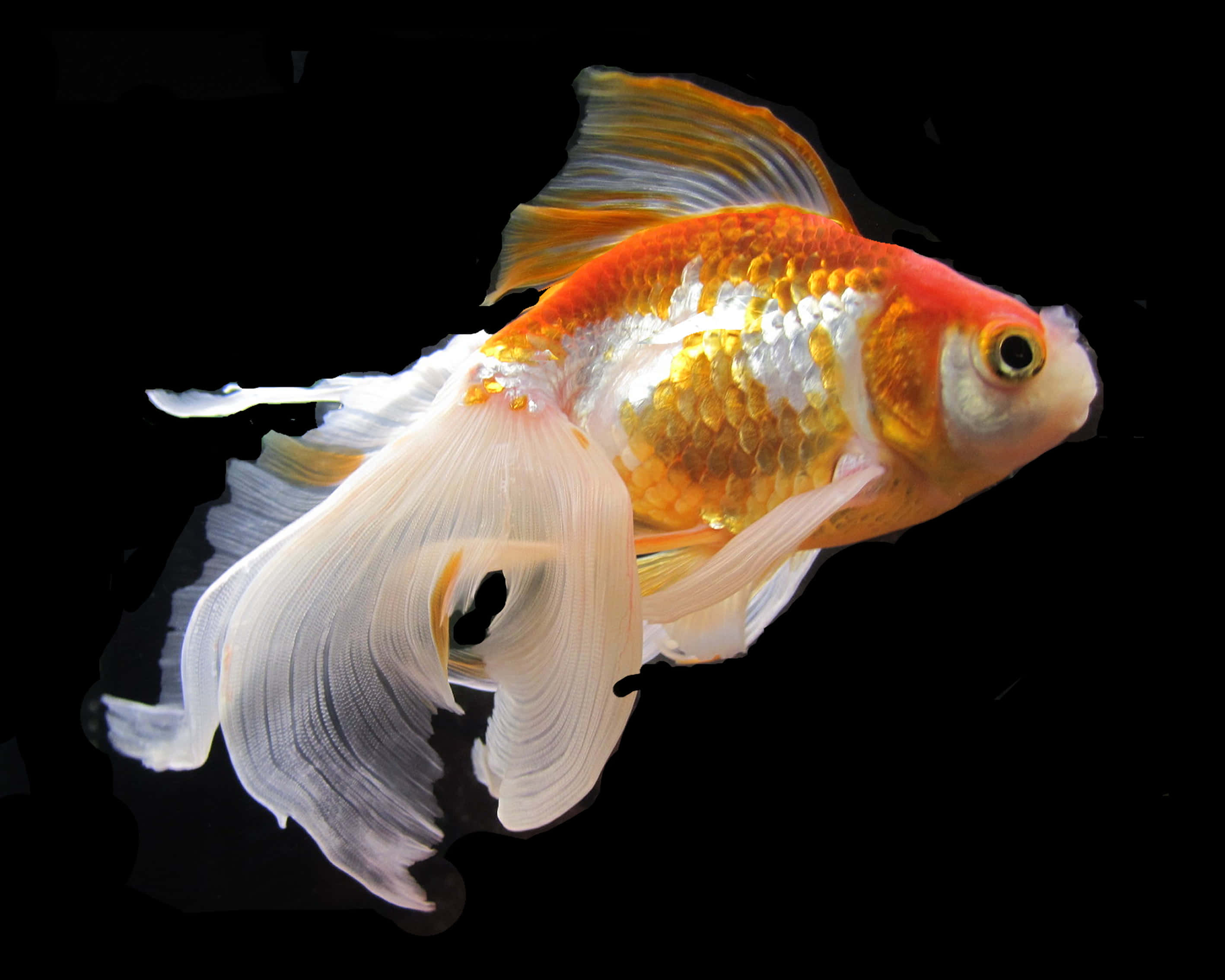 Goldfish 桌布 壁紙 — 一條鮮豔的橙白色金魚，帶有流暢的魚鰭，在純黑背景下優雅地滑行。