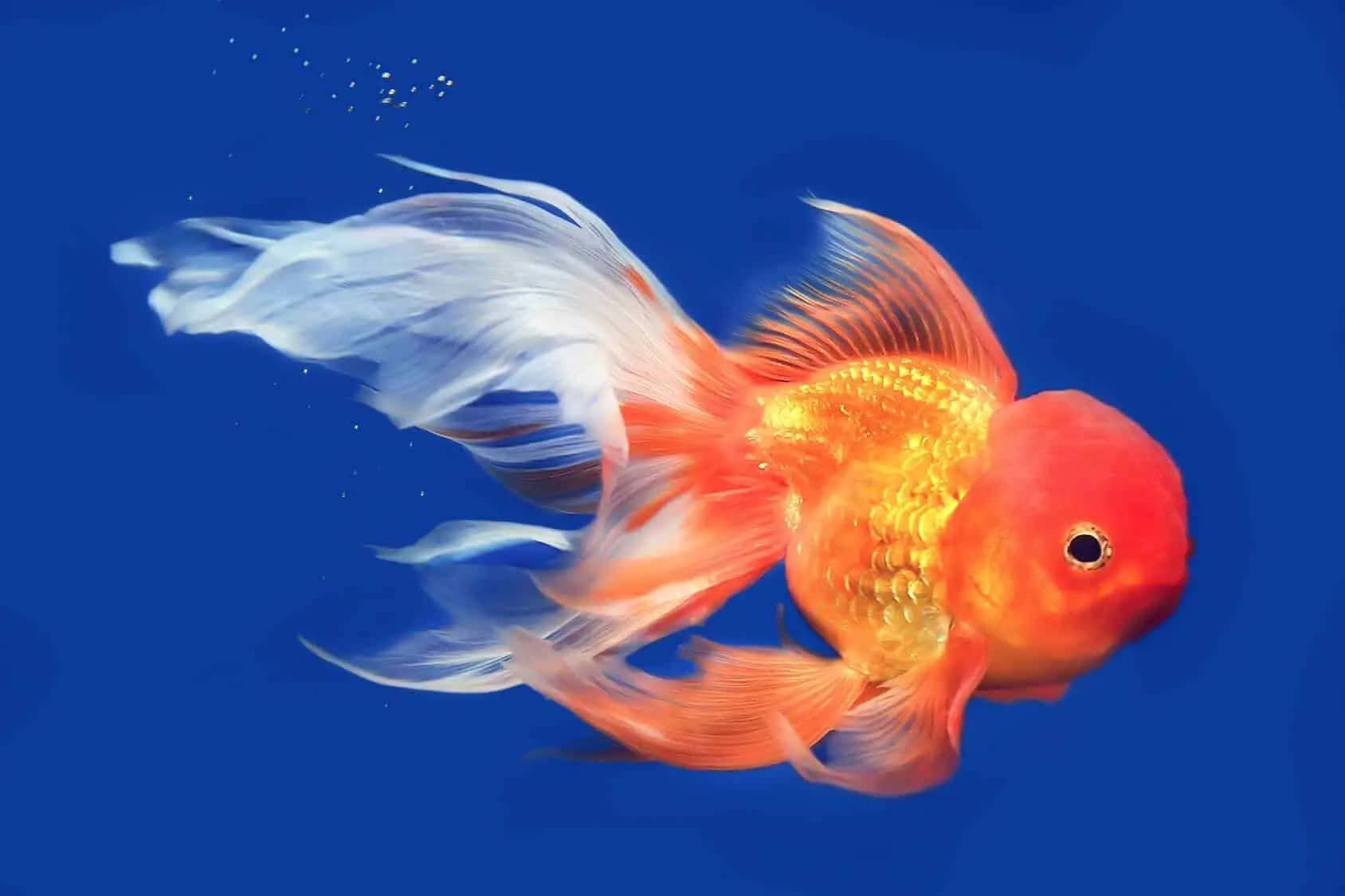金魚 桌布 壁紙 — 一條鮮豔的橙白色金魚，擺動著流暢的魚鰭，在深藍色背景中優雅地游動。