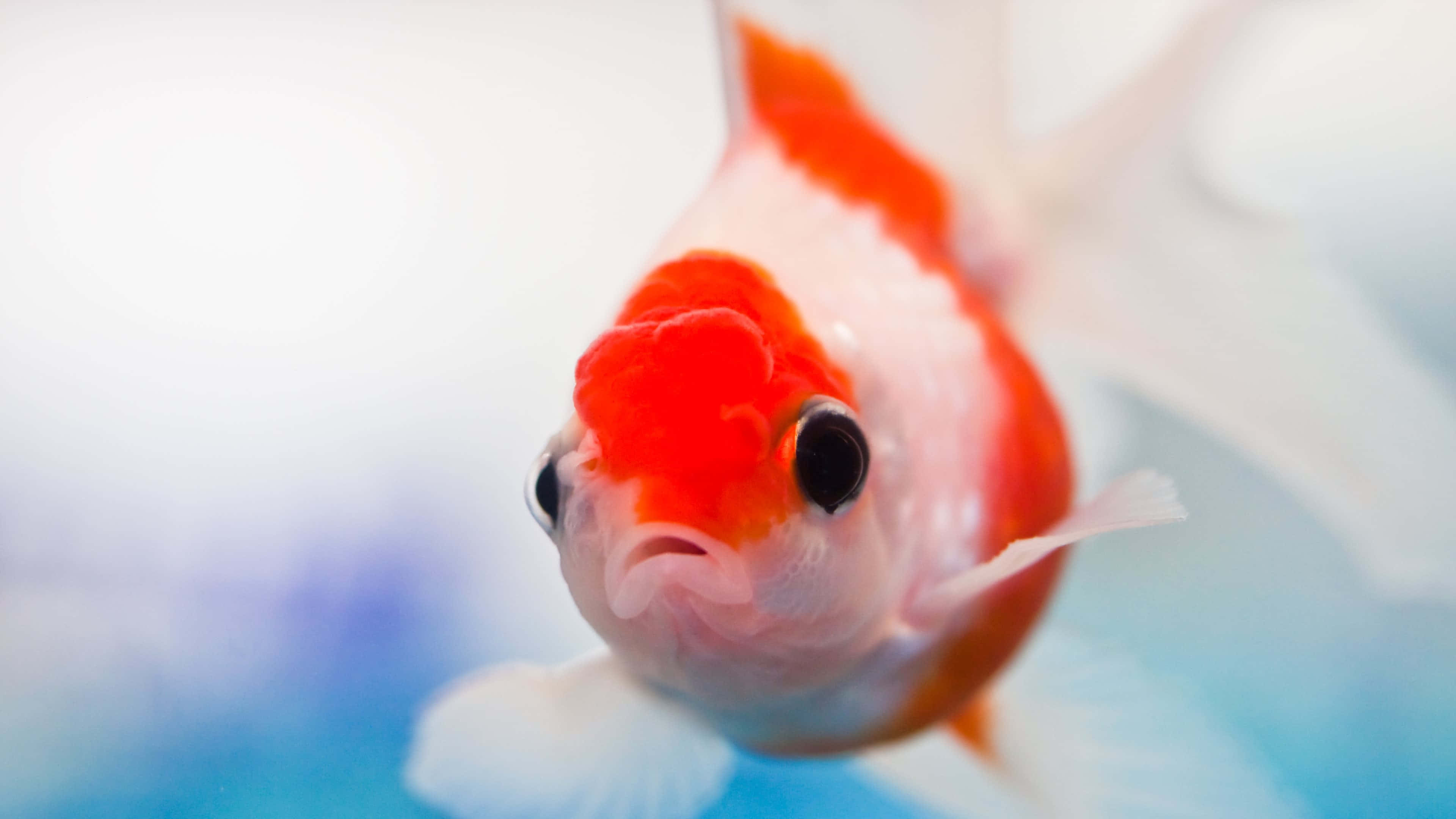 4K Fish 桌布 壁紙 — 一條鮮豔的橙白色金魚，頭部呈球狀，在清澈的水中向觀眾游來的特寫。