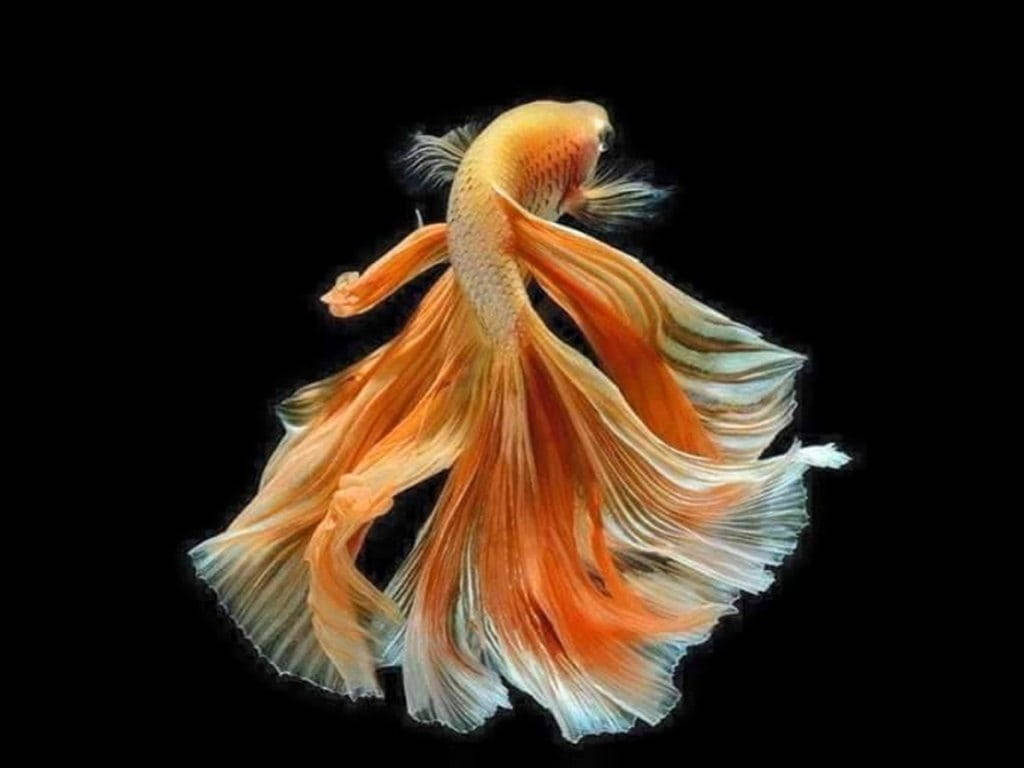 Beautiful Fish 桌布 壁紙 — 一條鮮豔的橙白色鬥魚，擁有流暢的魚鰭，在純黑背景上優雅地滑行。