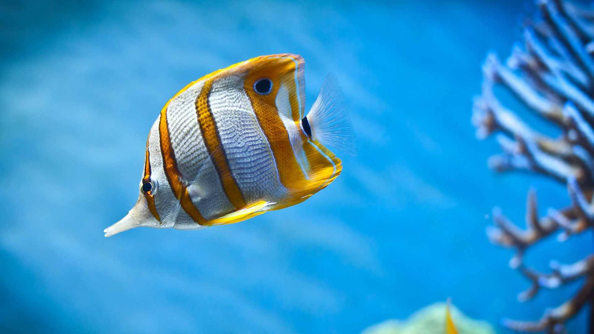 水下動畫 桌布 壁紙 — 一條鮮豔的橙色和白色條紋蝴蝶魚在清澈的藍色海水中優雅地在珊瑚附近游動。