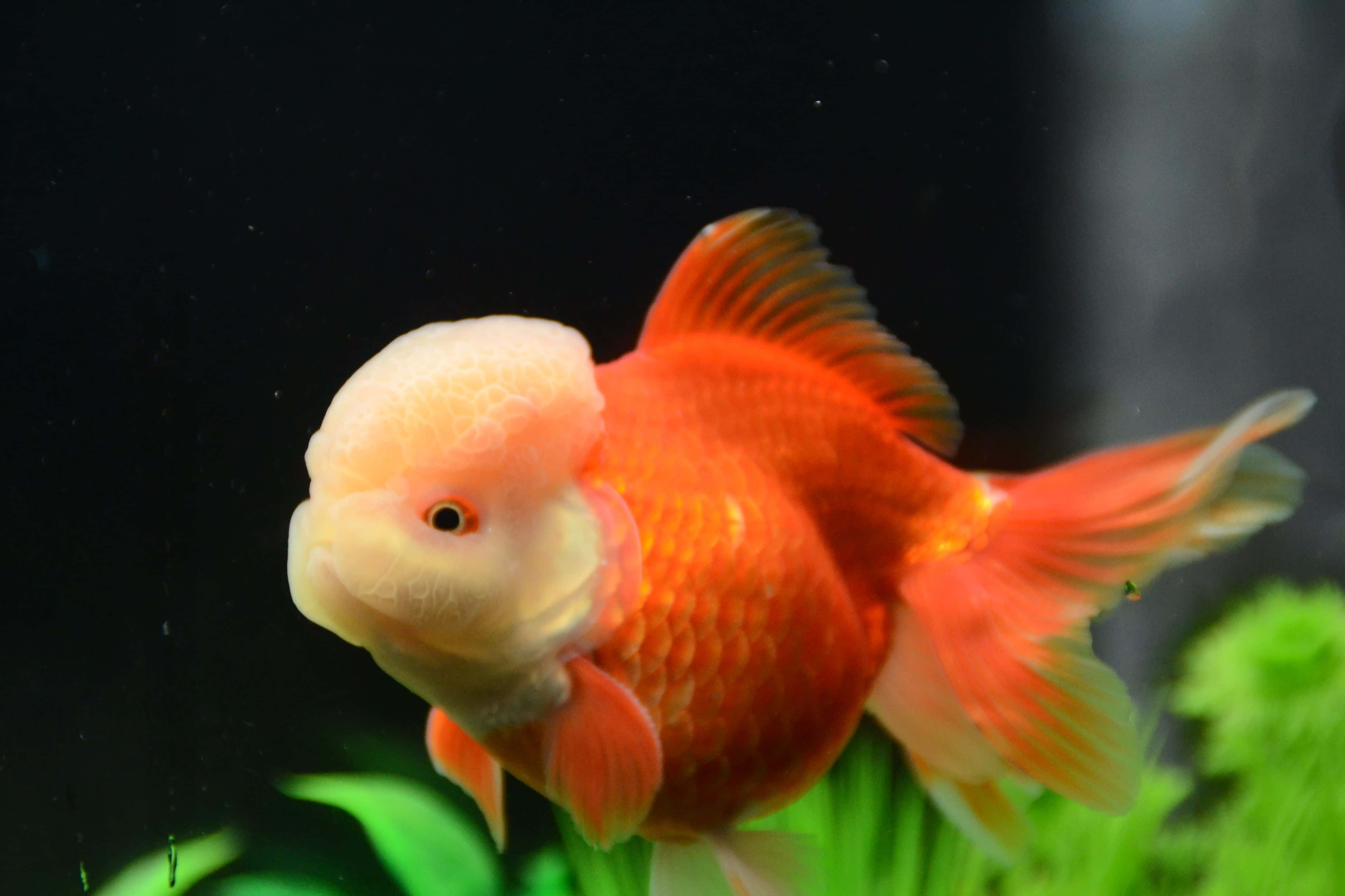 Goldfish 桌布 壁紙 — 一條鮮豔的橙色和白色花式金魚在深色背景下，優雅地在綠色水生植物附近游動。
