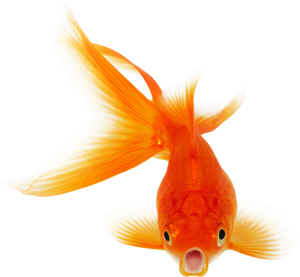 金魚 桌布 壁紙 — 一條鮮豔的橙色和白色金魚，帶有流動的魚鰭，在 stark 黑色背景下游泳。