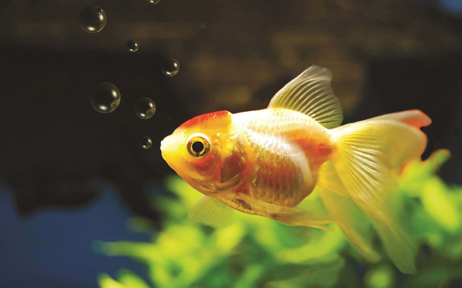 HD Fish 桌布 壁紙 — 一條鮮豔的橙色和白色金魚在黑暗的水中優雅地游近綠色植物，氣泡上升。