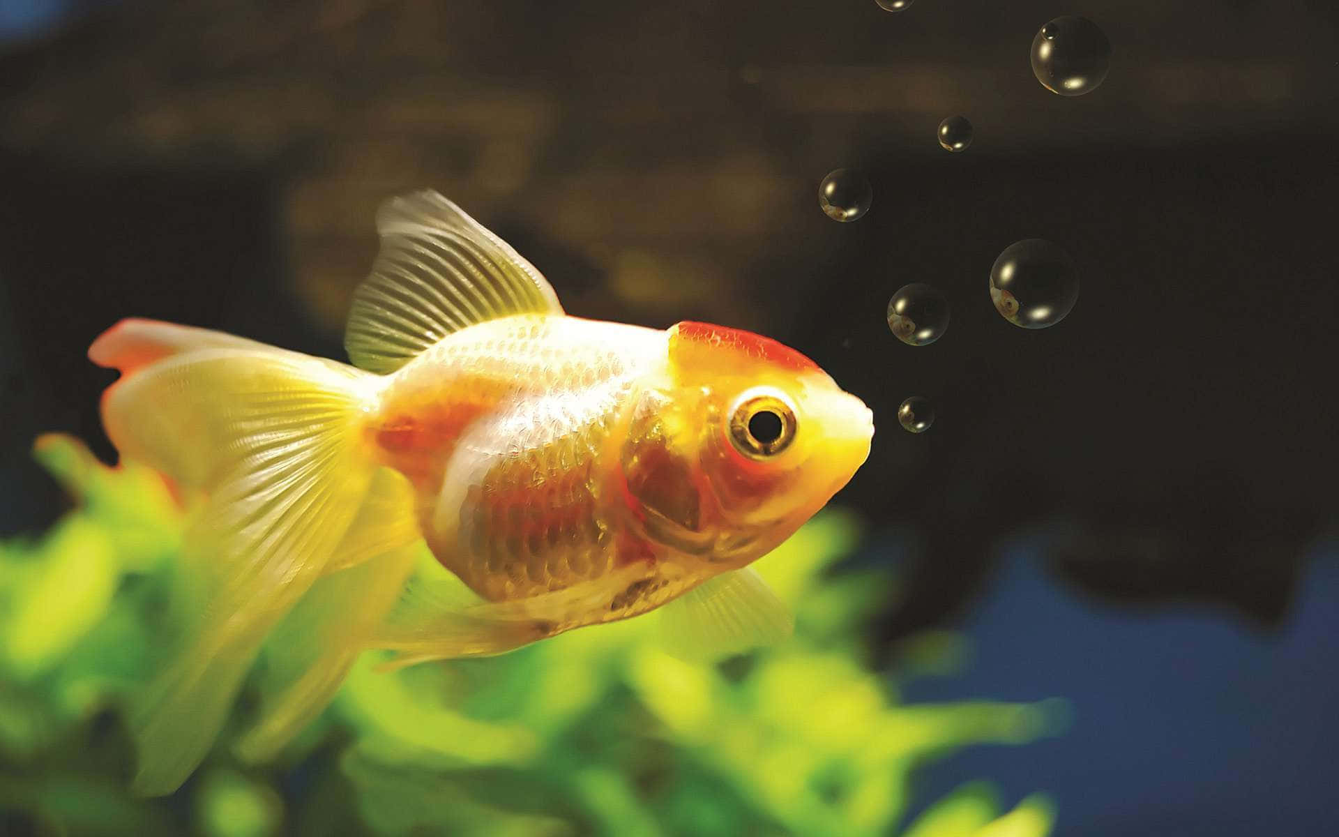 HD Fish 桌布 壁紙 — 一條鮮豔的橙色和白色金魚在黑暗的水中優雅地游近綠色植物，氣泡不斷上升。