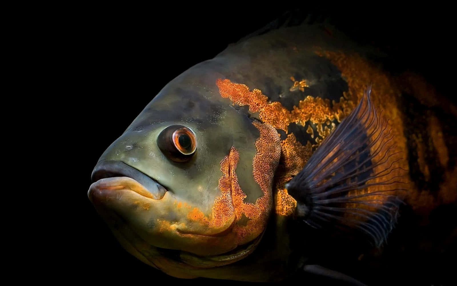 Sea Animal 桌布 壁紙 — 一條鮮豔的橙色和綠色魚類的特寫，帶有詳細的鱗片和引人注目的眼睛，背景為黑色。