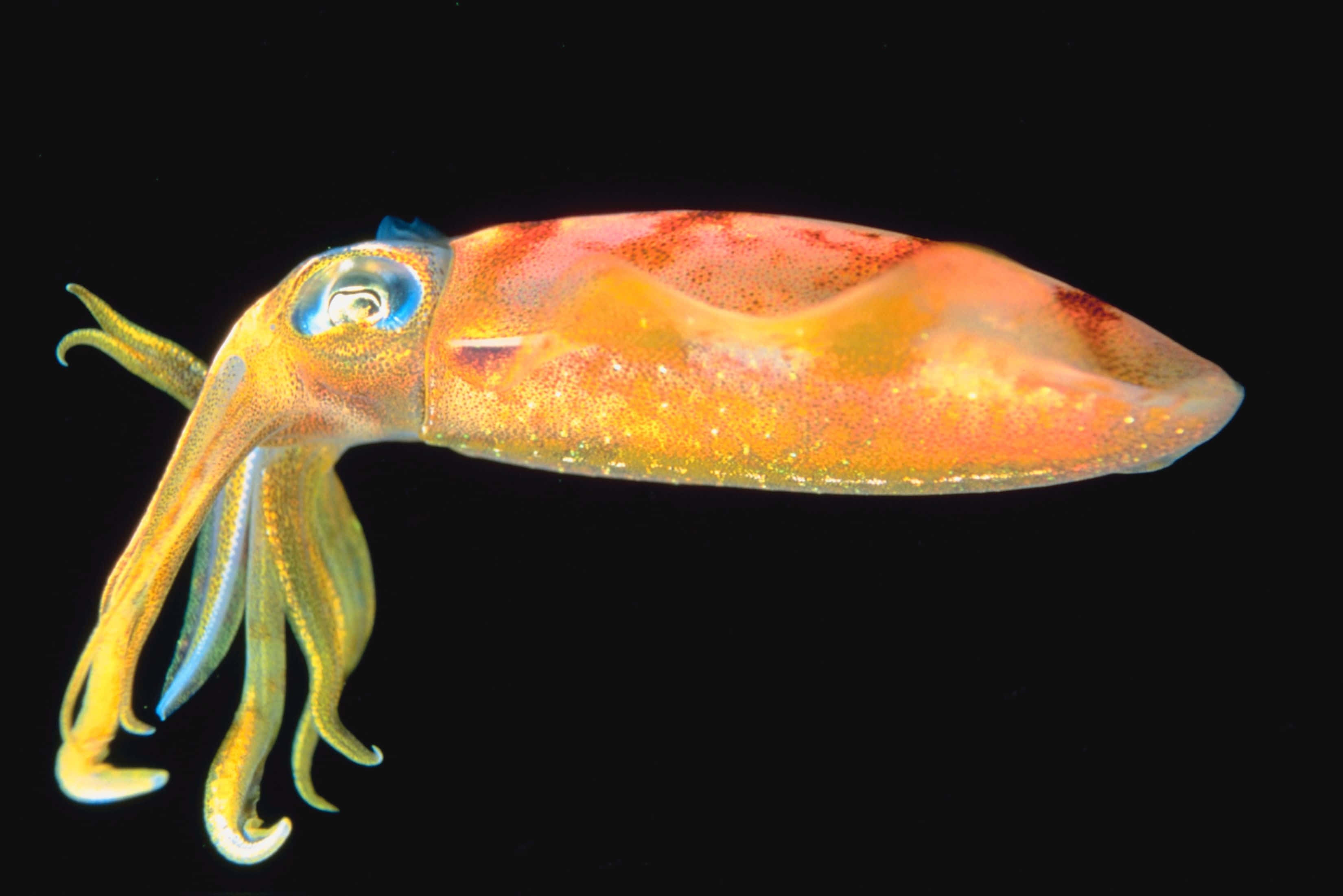 squid 桌布 壁紙 — 一條鮮豔的橙色和黃色魷魚，帶有虹彩皮膚和藍色眼睛，在純黑色背景上發光。