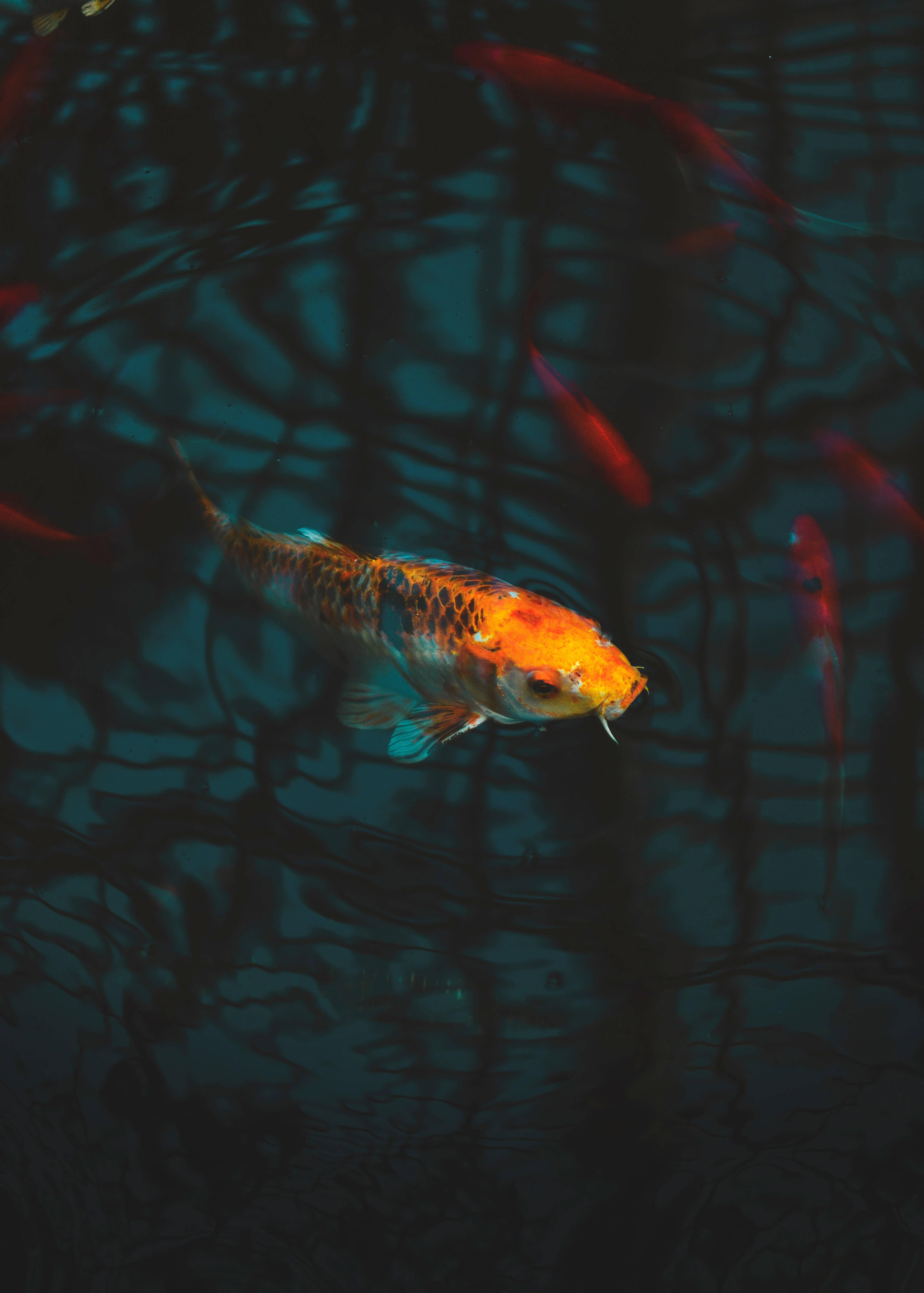 Aquarium 桌布 壁紙 — 一條鮮豔的橙色和黑色錦鯉在深藍綠色水中優雅地游動，水面泛起漣漪倒影。
