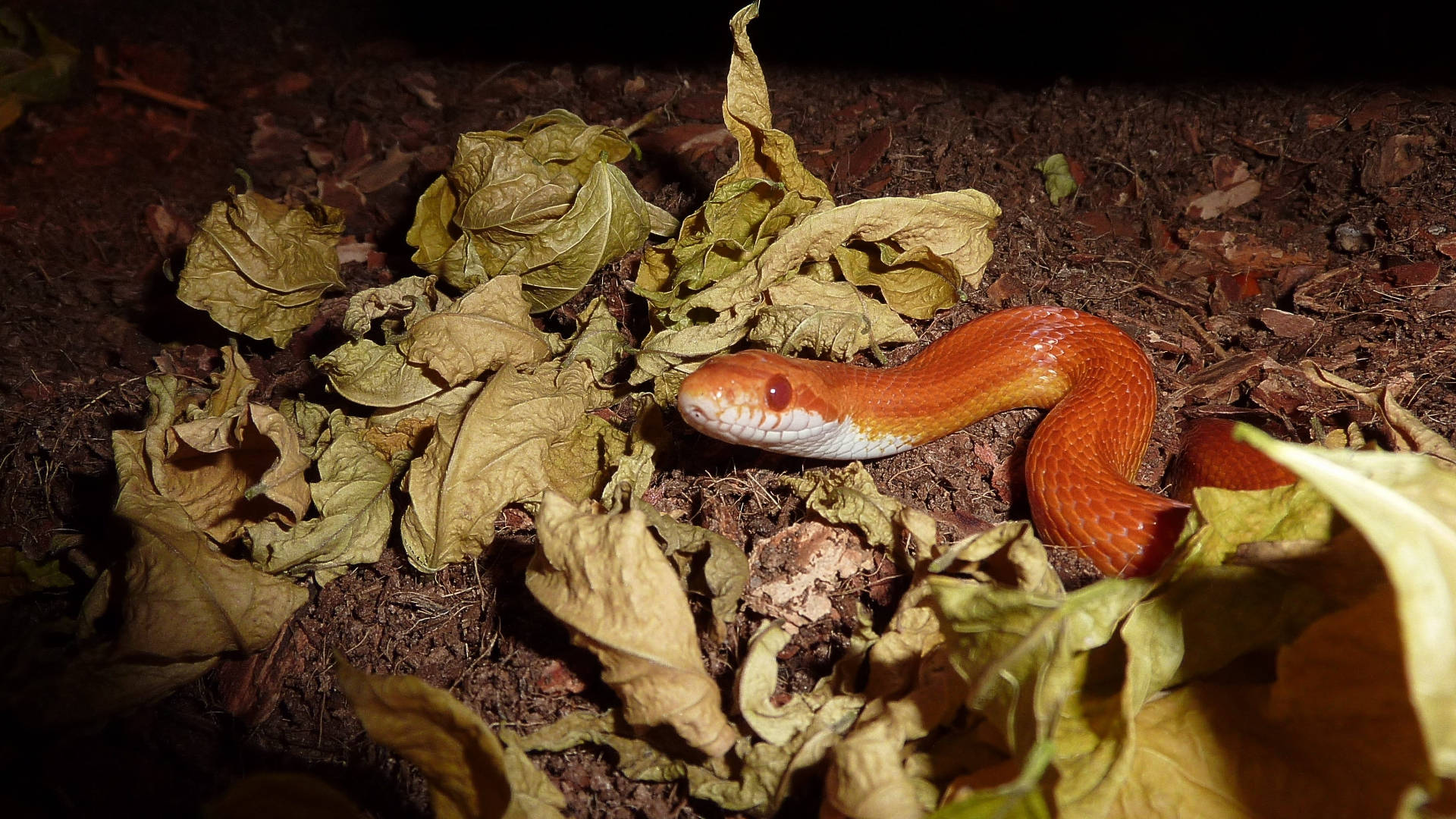 reptile 桌布 壁紙 — 一條鮮豔的橙色蛇，腹部白色，在夜間聚光燈下纏繞在深色土壤上的乾燥黃葉之間。