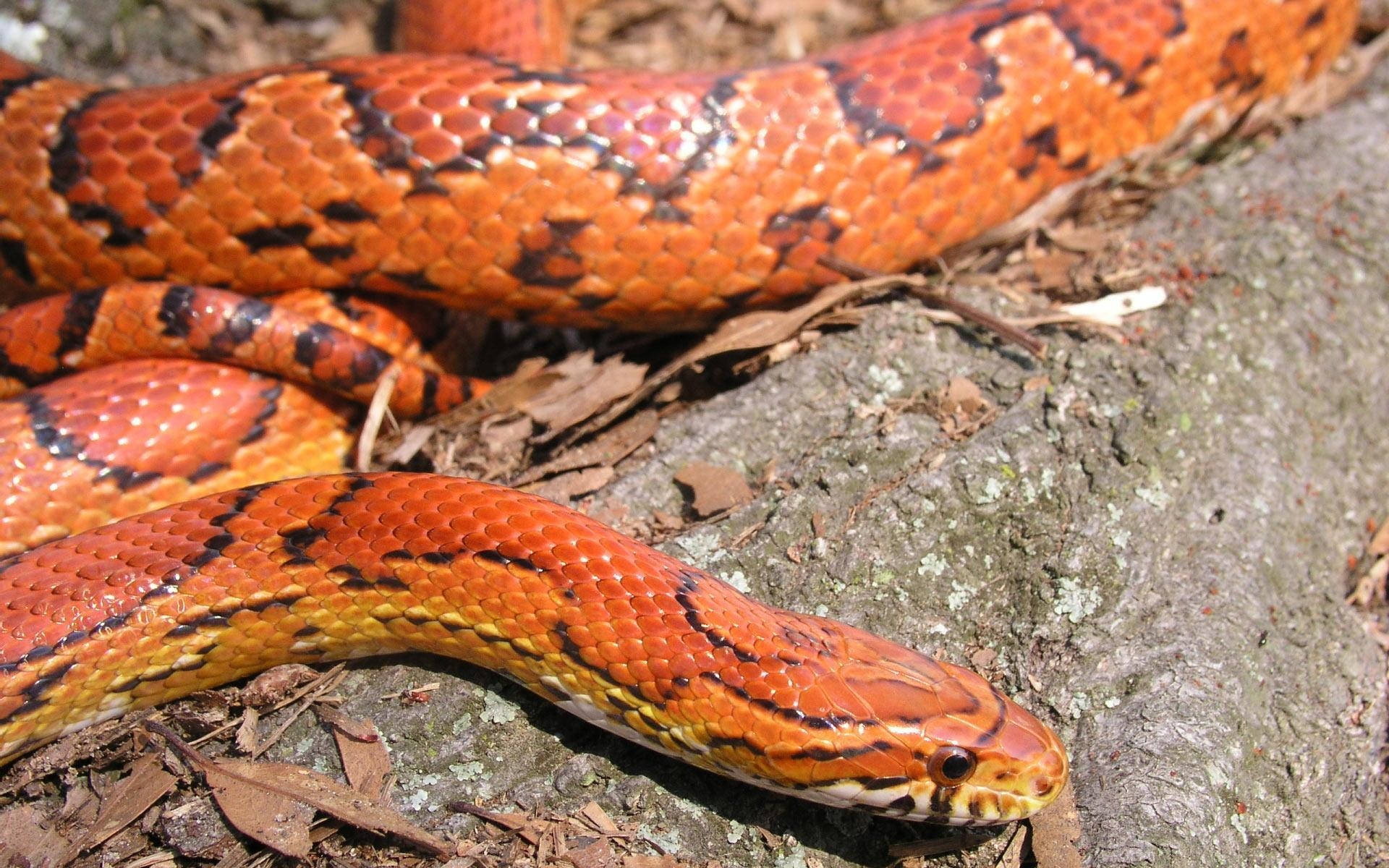 reptile 桌布 壁紙 — 一條鮮豔的橙色蛇帶有黑色斑紋，在明亮的陽光下優雅地纏繞在長滿苔蘚的樹皮和乾葉上。