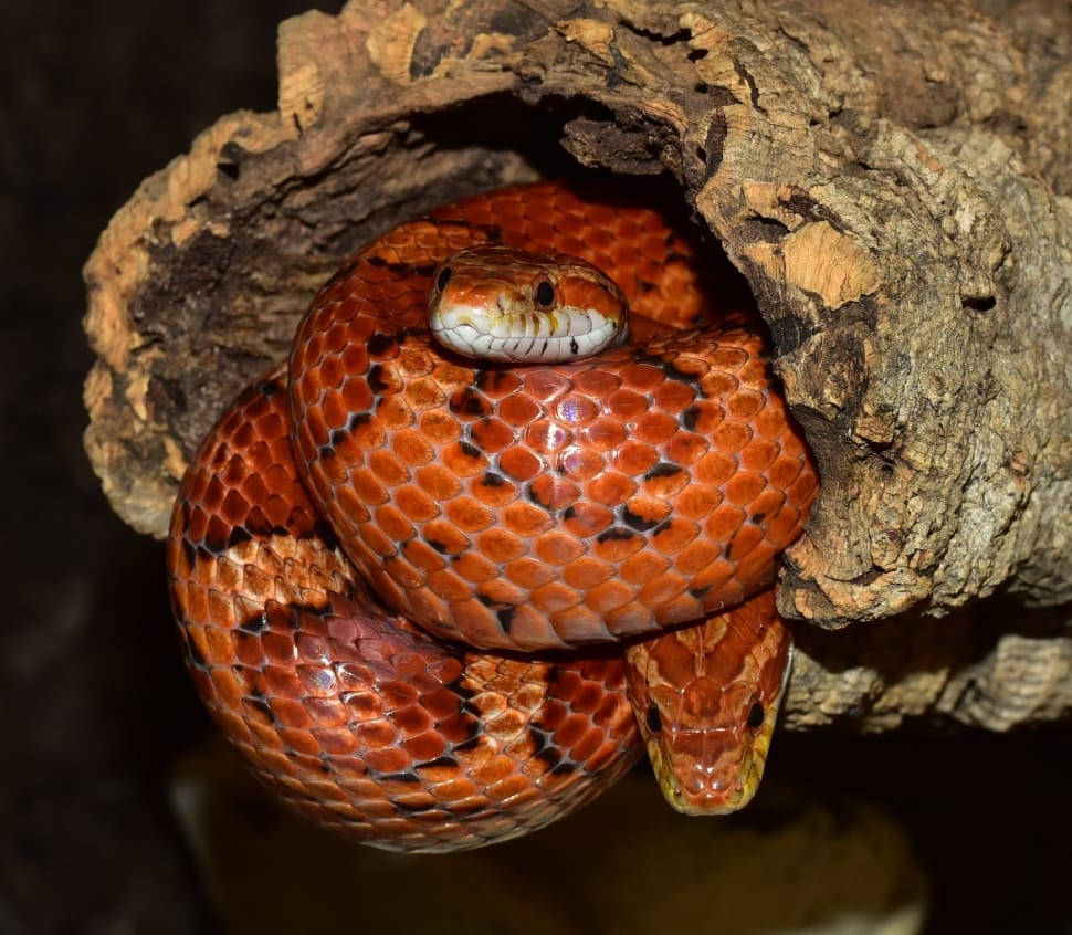 reptile 桌布 壁紙 — 一條鮮豔的橙色蛇帶有黑色斑紋，蜷縮在空心樹幹內，頭部探出，眼睛警覺。