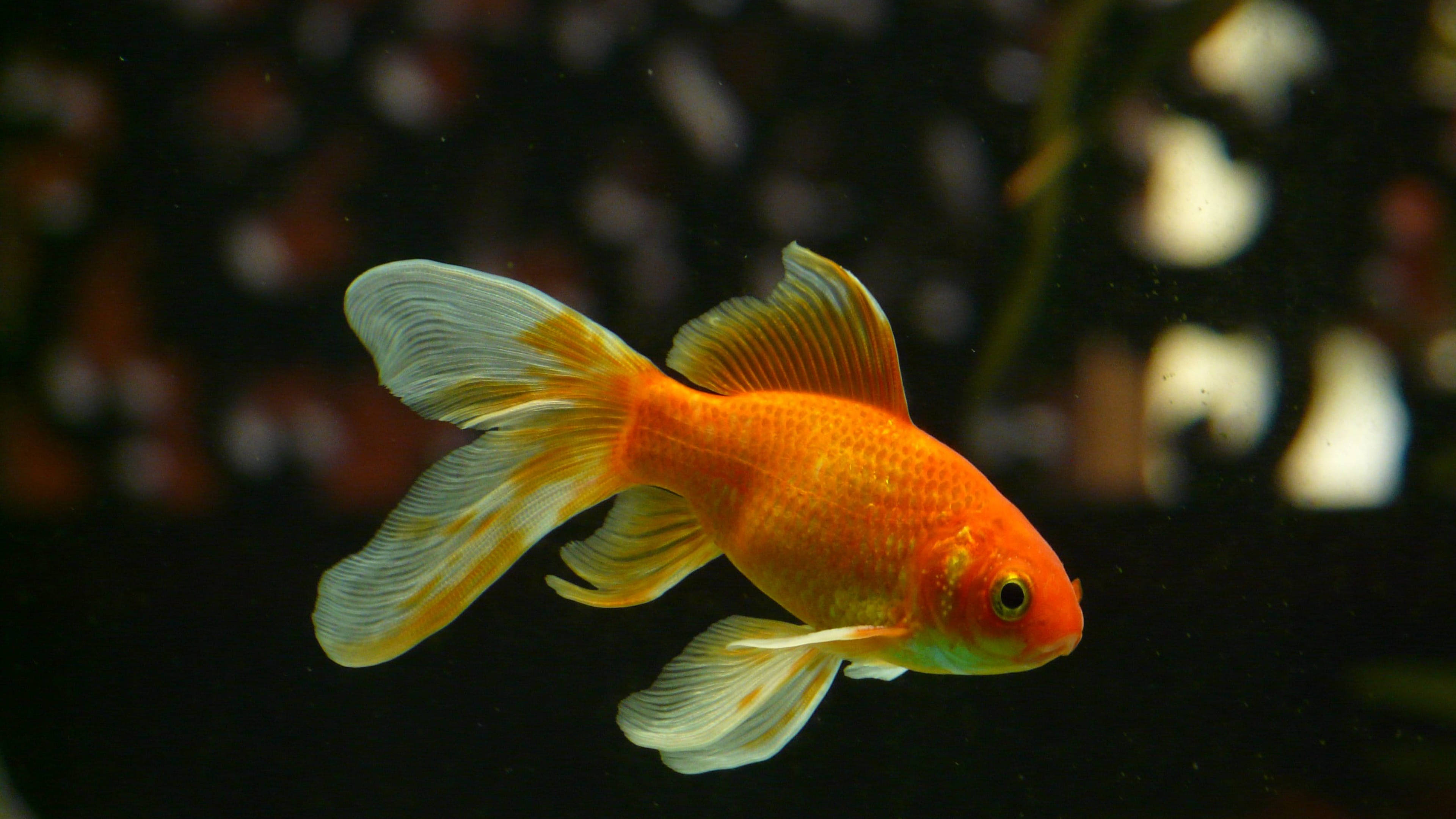 Goldfish 桌布 壁紙 — 一條鮮豔的橙色金魚，帶有流動的白色尖端魚鰭，在黑暗的水中優雅地滑行，背景元素模糊。
