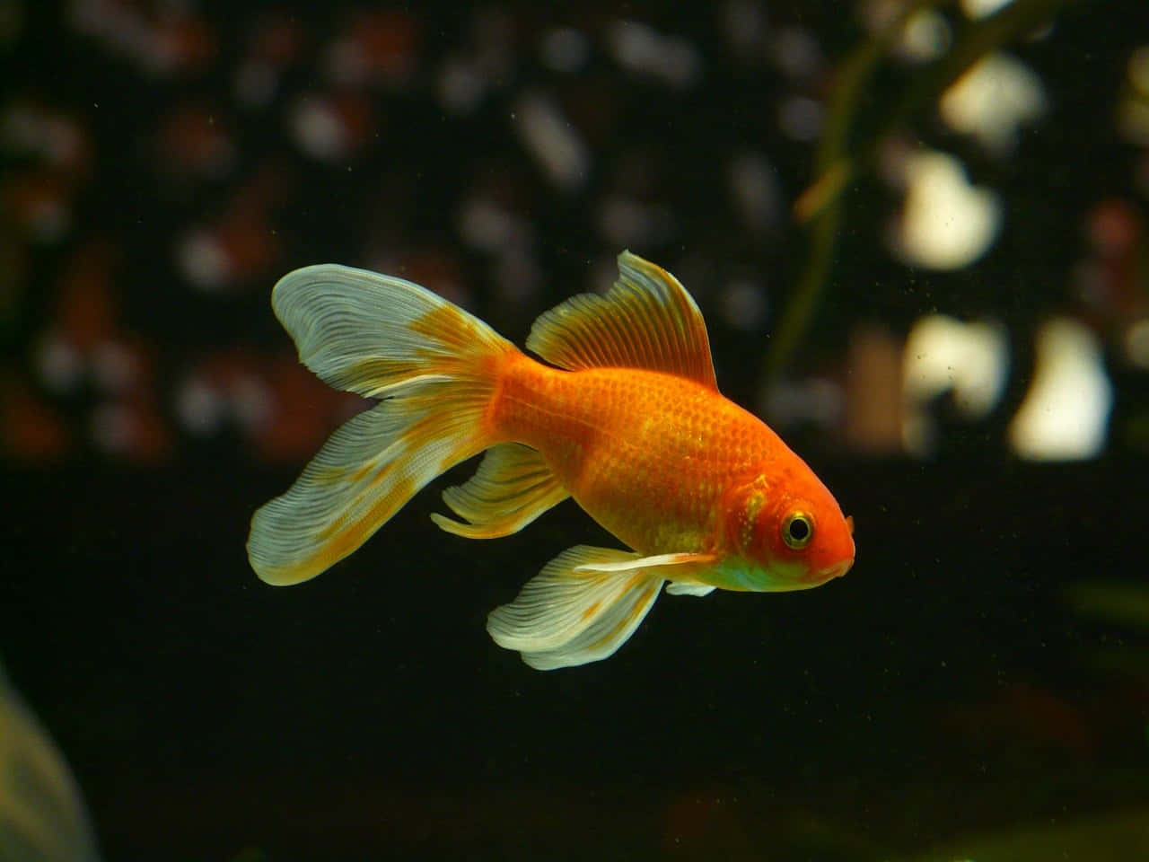 Goldfish 桌布 壁紙 — 一條鮮豔的橙色金魚，帶有流動的白色尖端魚鰭，在模糊背景的深色水中優雅地滑行。