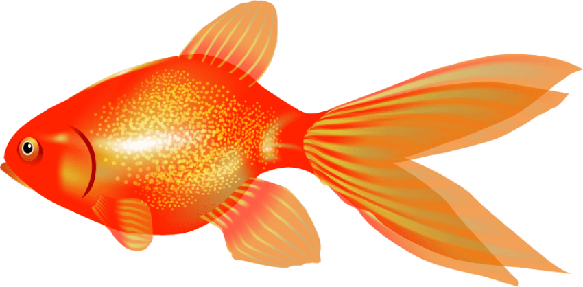 金魚 桌布 壁紙 — 一條鮮豔的橙色金魚，帶有精細的鰭和閃閃發光的鱗片，在純黑色背景上優雅地游動。