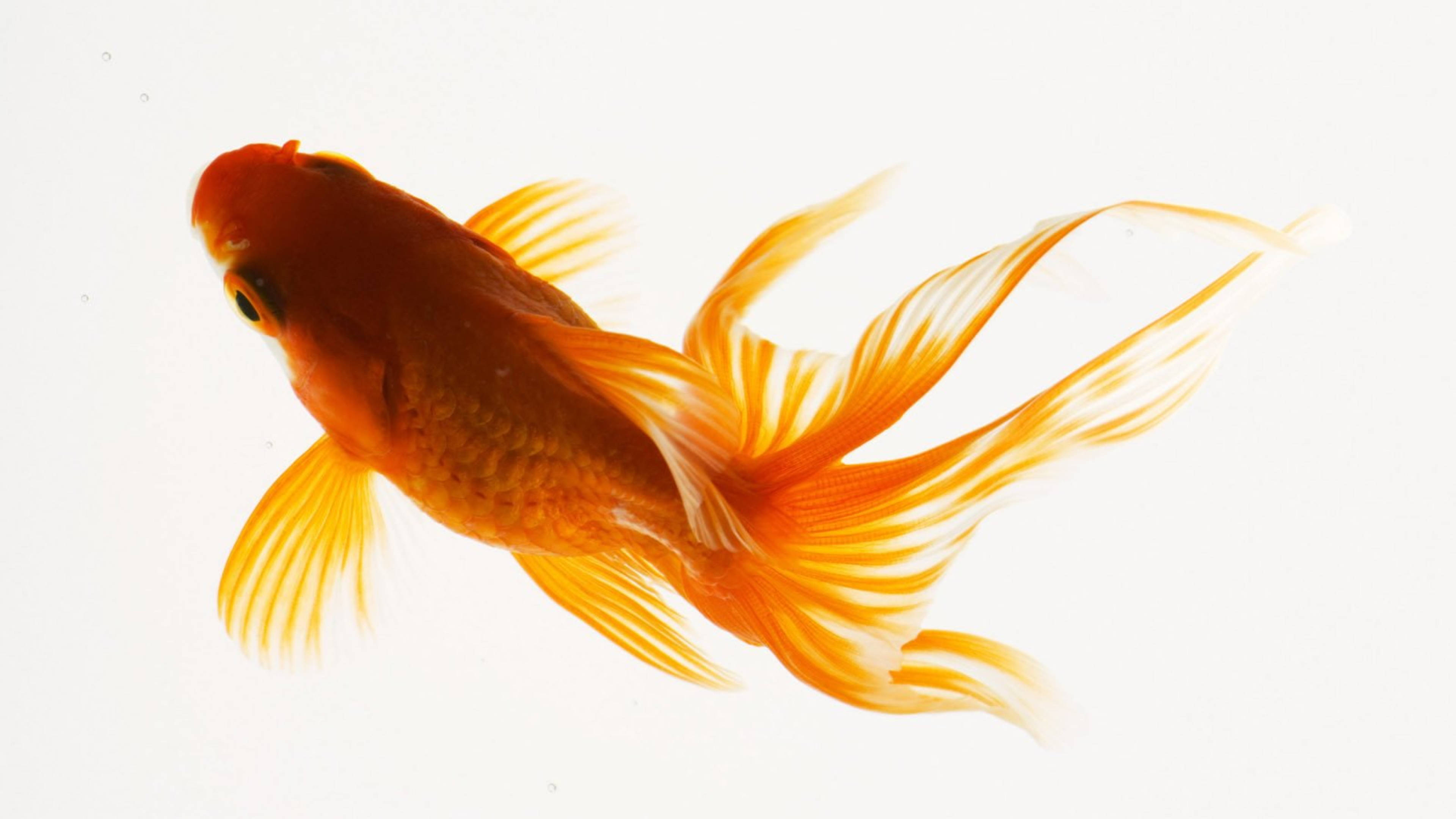 Goldfish 桌布 壁紙 — 一條鮮豔的橙色金魚，擁有流動的魚鰭，在清澈的水中優雅地滑行，背景是明亮的白色。