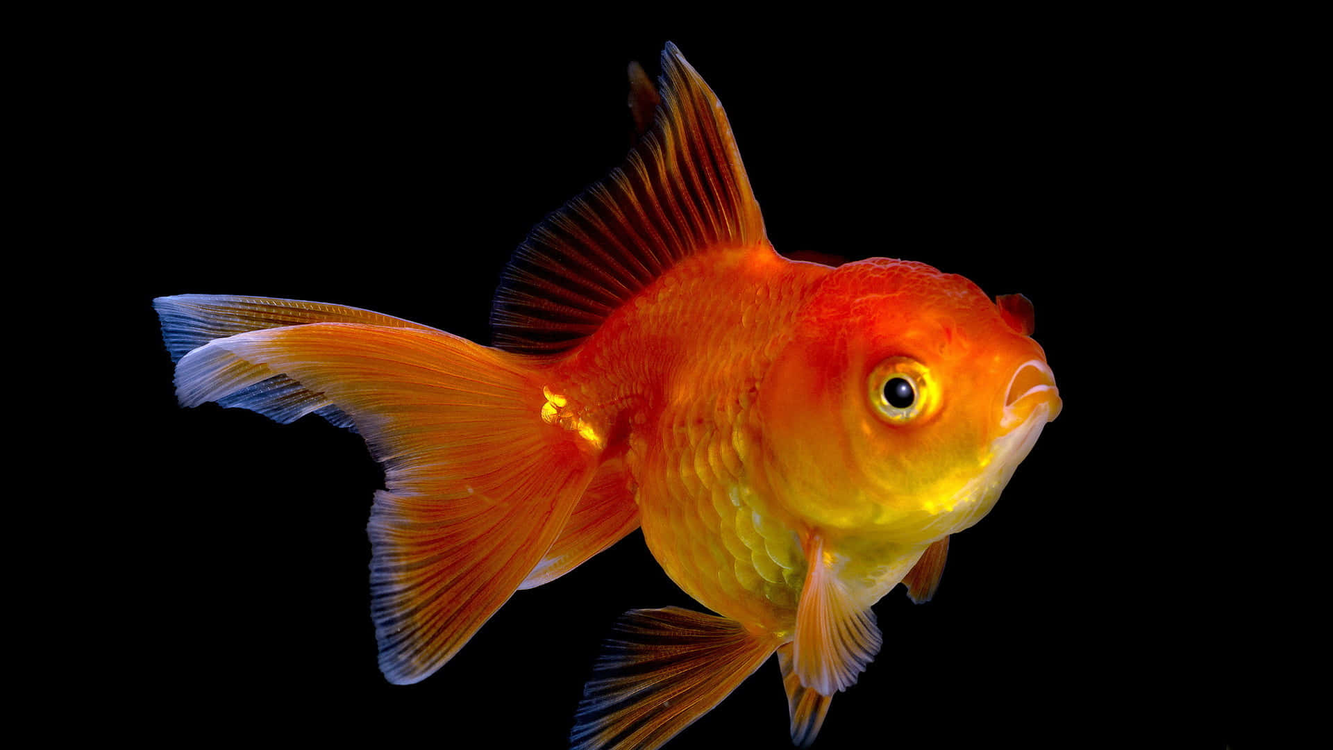 動物 桌布 壁紙 — 一條鮮豔的橙色金魚，擁有流動的魚鰭，在純黑色背景中游動，大眼睛直視前方。