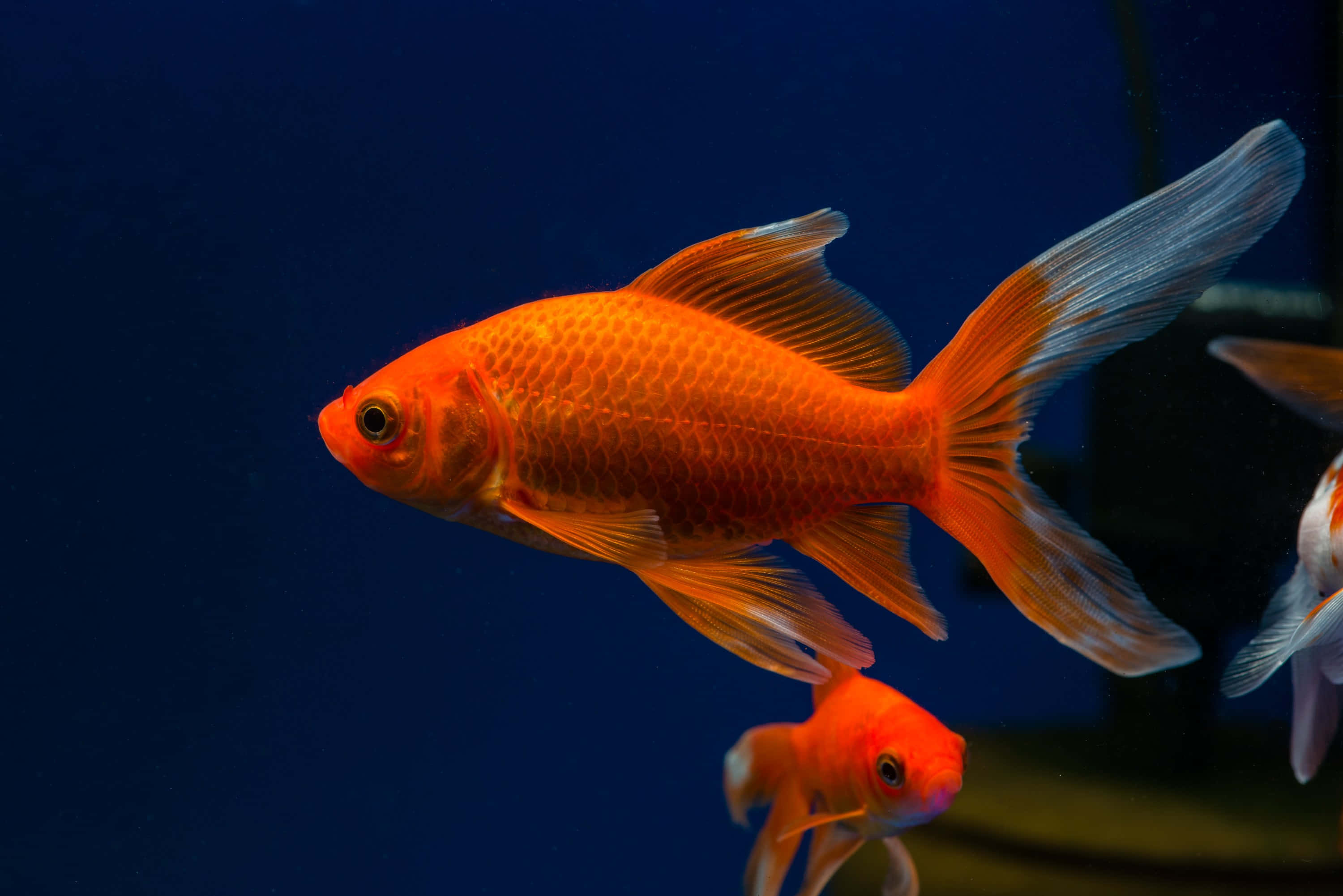 Goldfish 桌布 壁紙 — 一條鮮豔的橙色金魚，擁有流暢的魚鰭，在深藍色水族箱背景下優雅地游動。