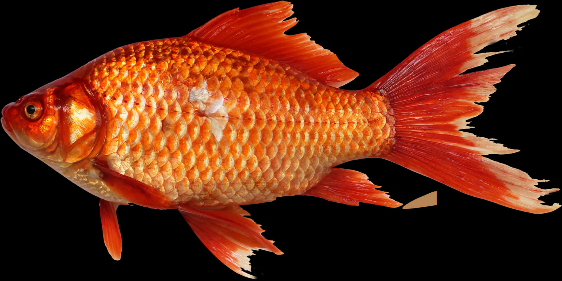 紅色動圖 桌布 壁紙 — 一條鮮豔的橙色金魚，擁有流暢的魚鰭，在純黑色背景上游動，展示出細緻的鱗片和一個白色斑點。