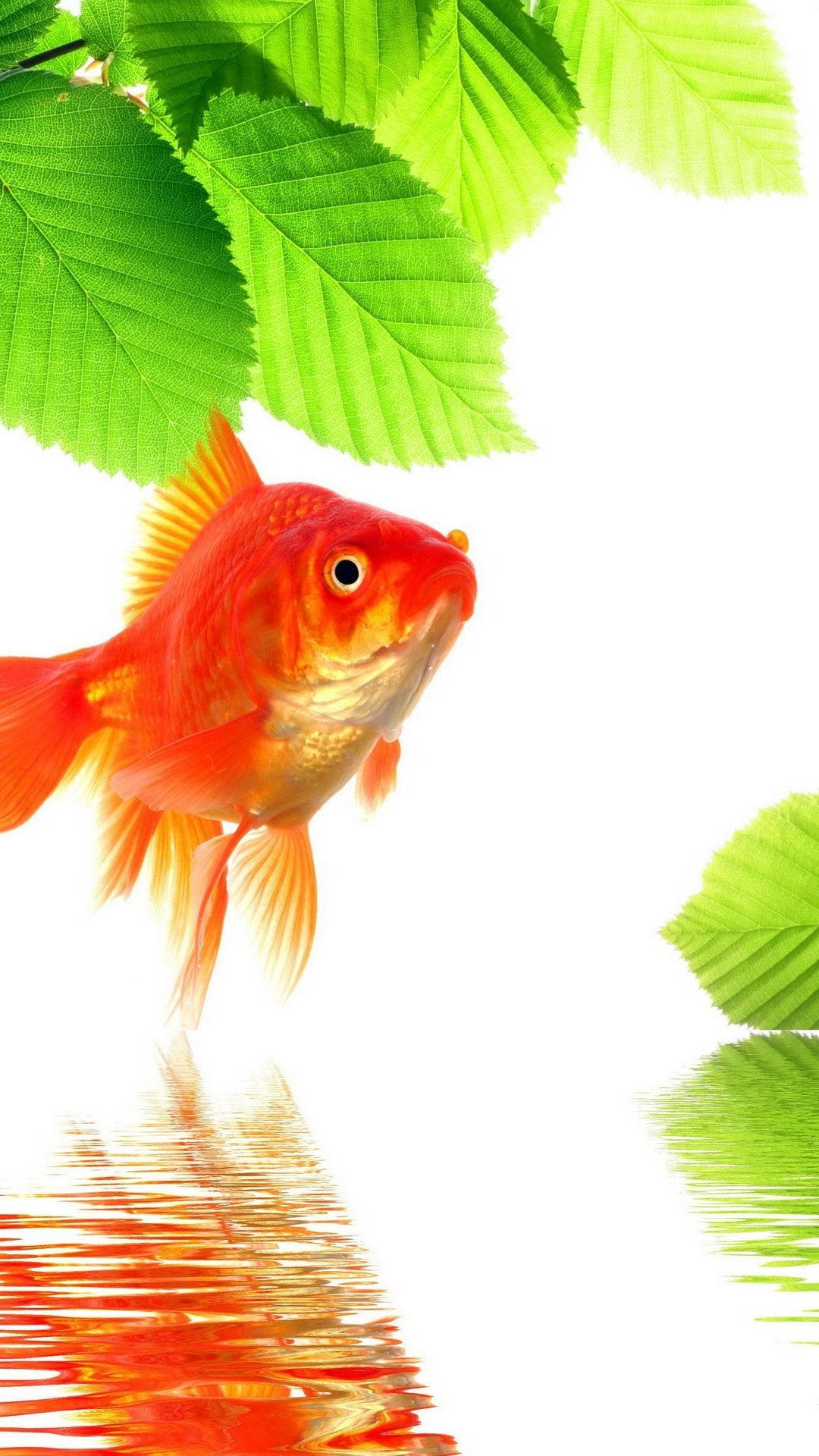 Goldfish 桌布 壁紙 — 一條鮮豔的橙色金魚在明亮的綠葉下游動，其倒影在清澈的水中閃爍，背景為白色。