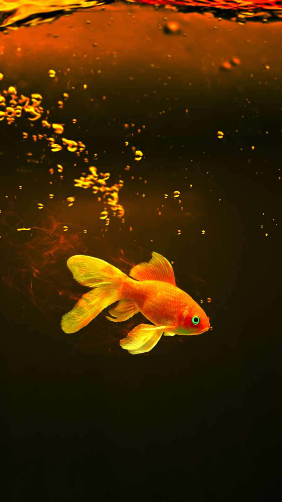 Aquarium iPhone 桌布 壁紙 — 一條鮮豔的橙色金魚在水面附近優雅地游動，金色氣泡在溫暖的琥珀色光線中升起。