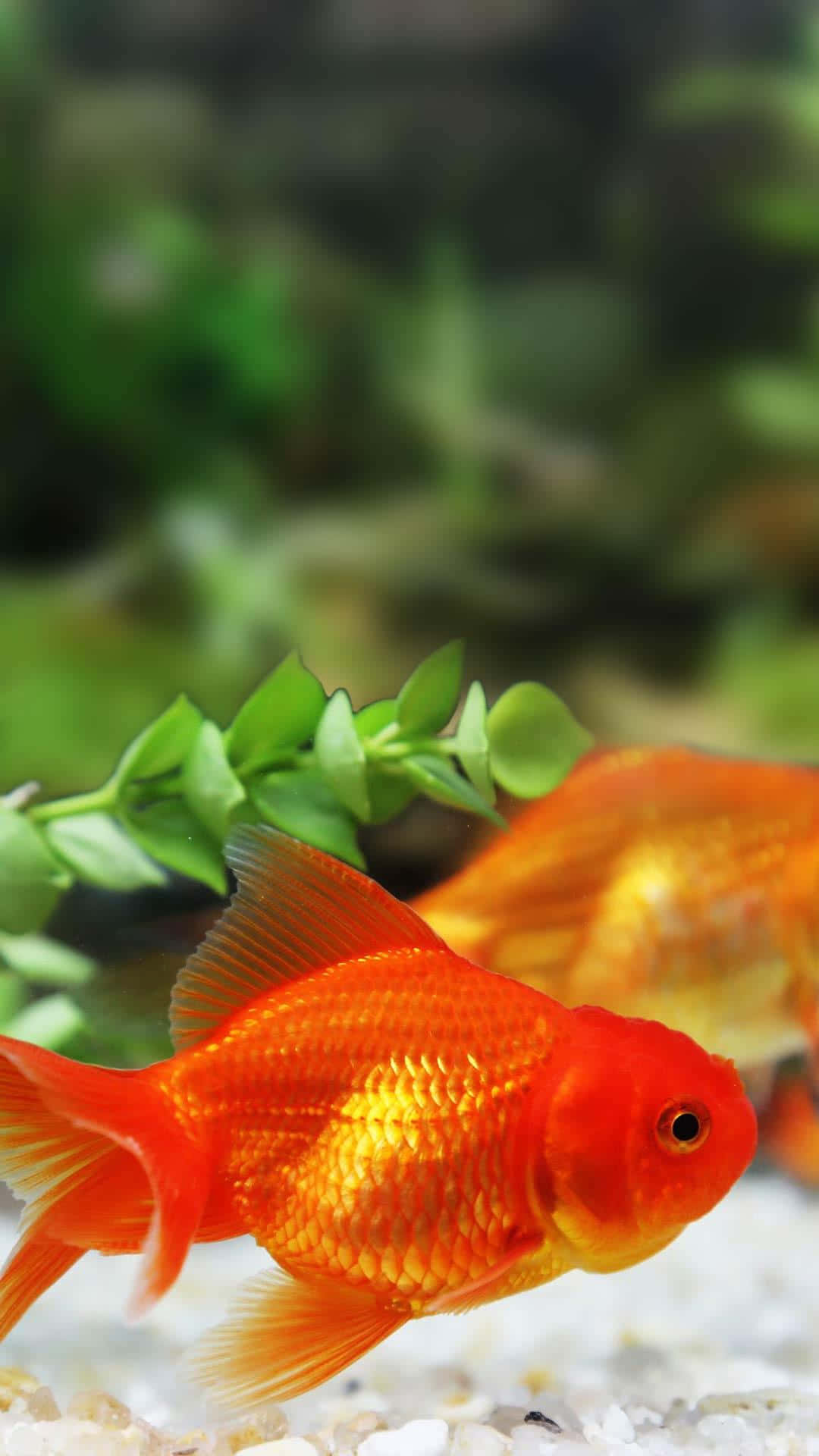 魚 桌布 壁紙 — 一條鮮豔的橙色金魚在清澈的水族箱中，靠近綠色水生植物，優雅地游動，底部有白色礫石。