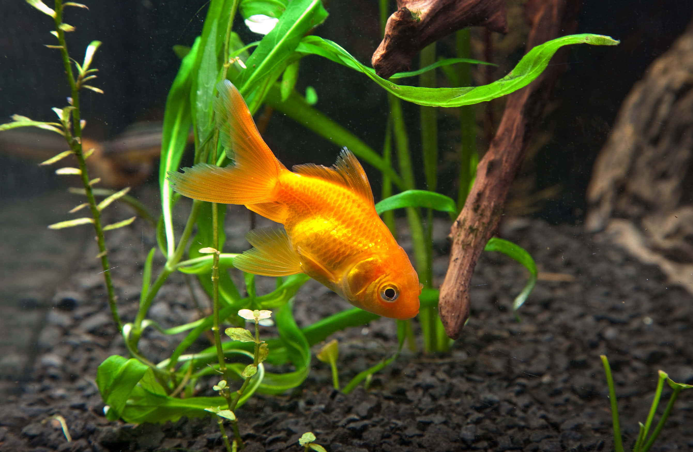 Goldfish 桌布 壁紙 — 一條鮮豔的橙色金魚在清澈的水族箱中，於茂盛的綠色水生植物和浮木之間優雅地游動。