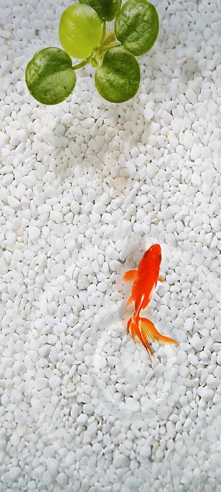 一條金魚在清澈的水中游過白色礫石，有一棵綠色植物。 — 魚 GIF 壁紙