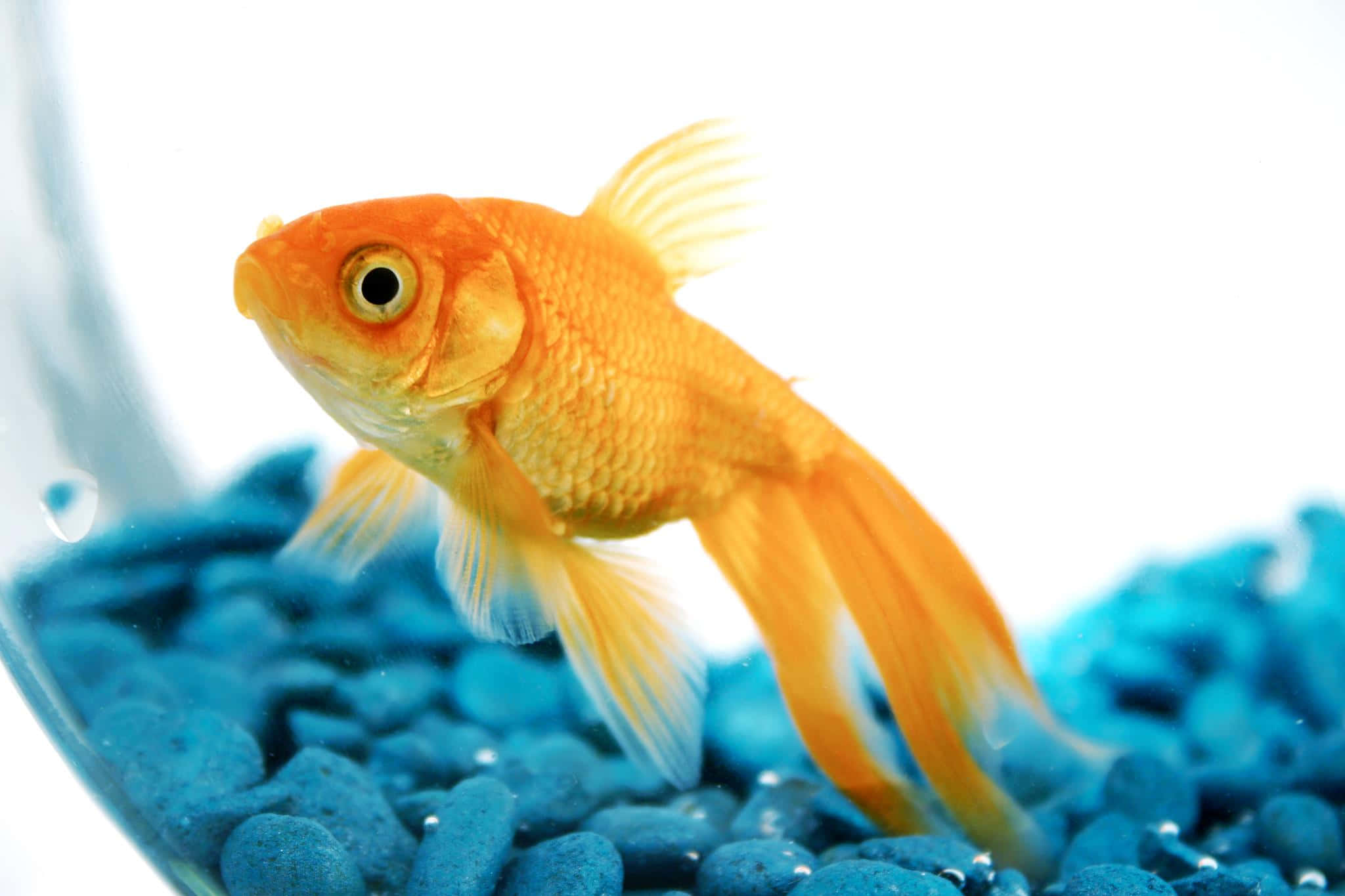 金魚 桌布 壁紙 — 一條鮮豔的橙色金魚在透明玻璃碗中優雅地游過藍色礫石，背景是明亮的白色。