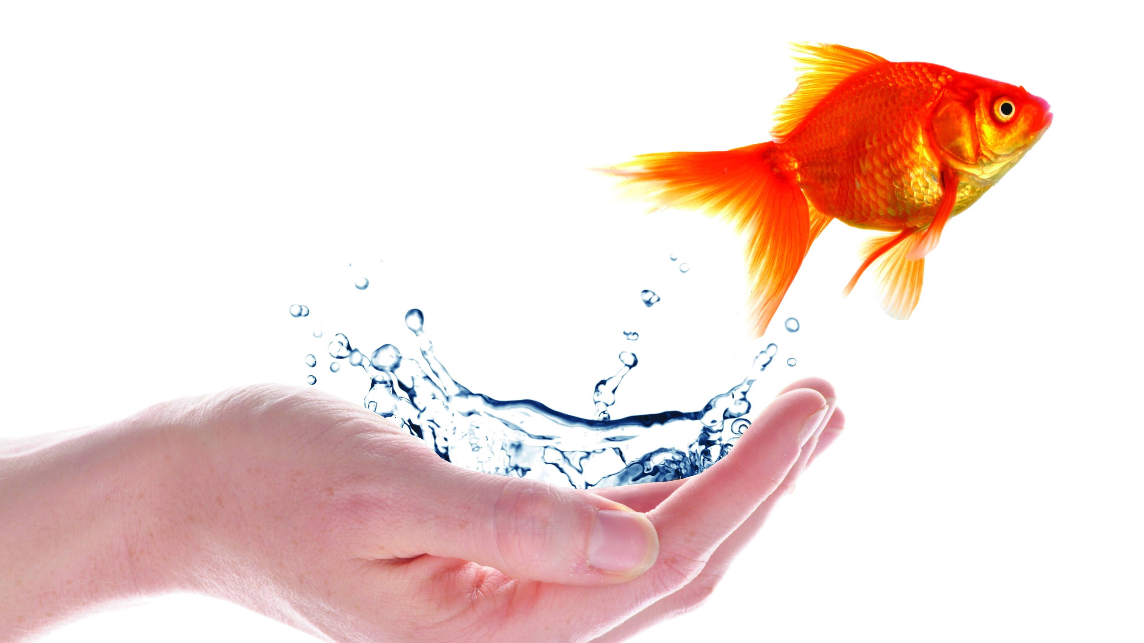 Goldfish 桌布 壁紙 — 一條鮮豔的橙色金魚從一隻張開的人手中濺起的水花中躍出，背景是純白色。