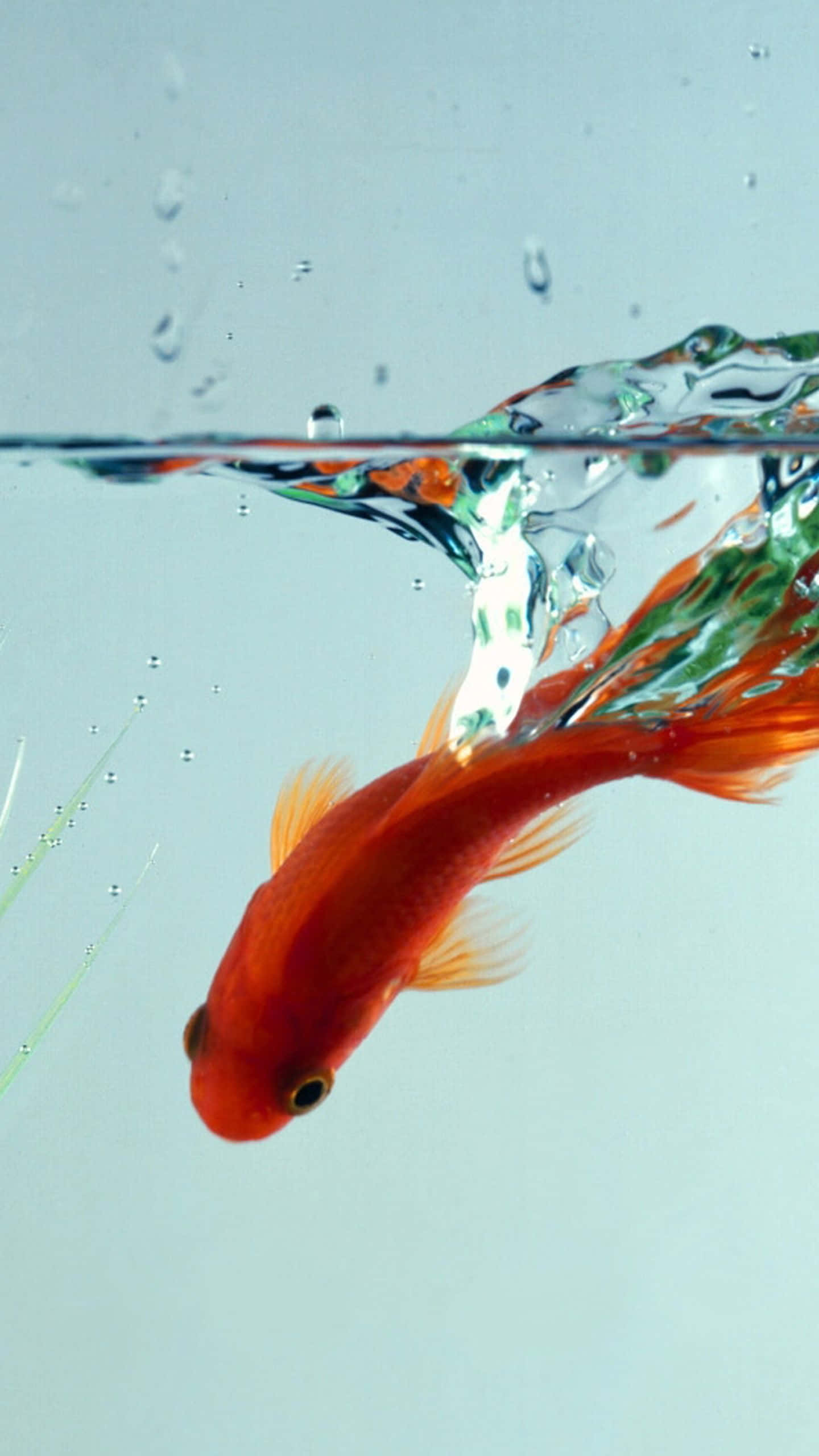 Koi Fish 桌布 壁紙 — 一條鮮豔的橙色金魚衝破水面，在柔和的藍色背景上產生動態的水花和氣泡。