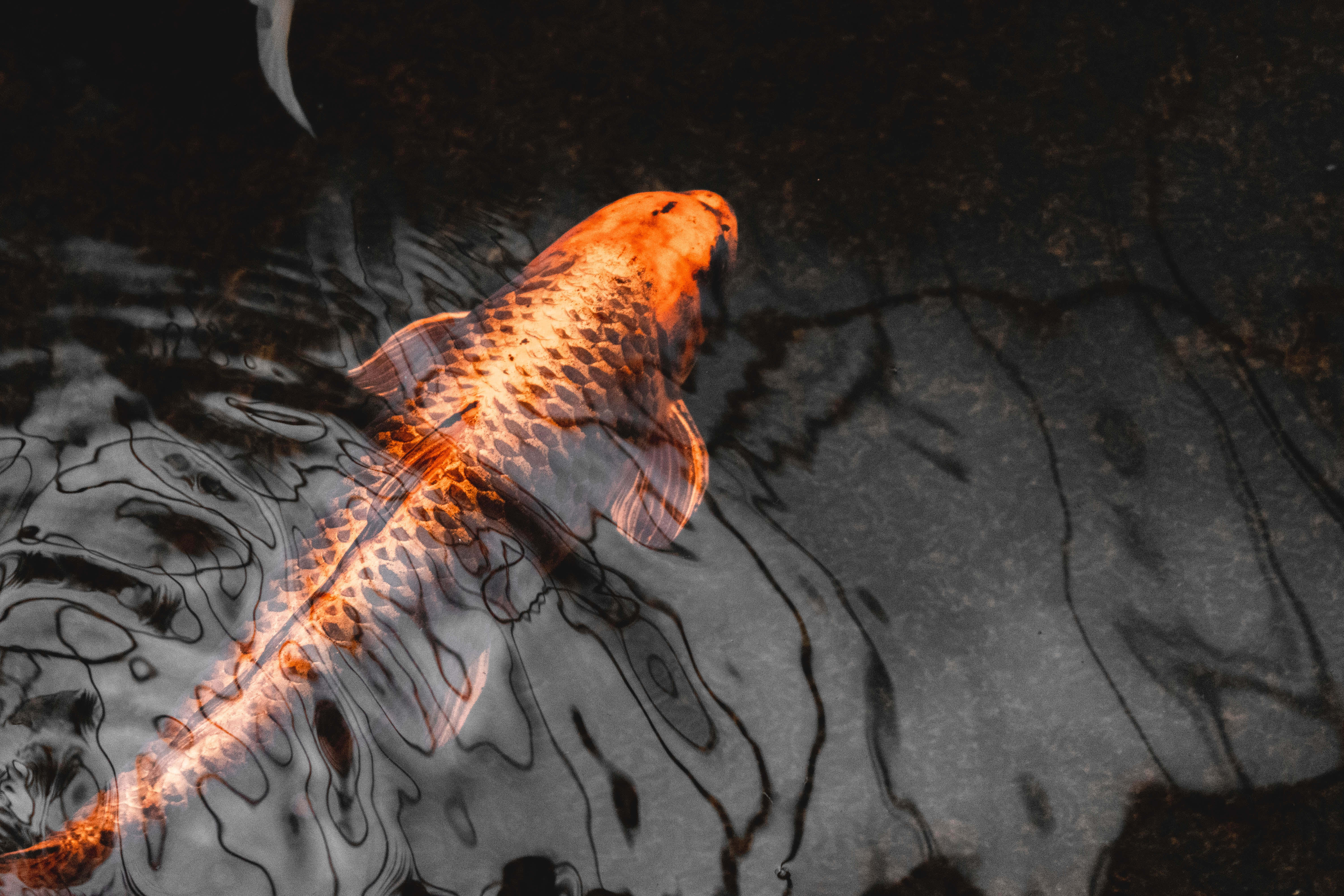 Fish Scale 桌布 壁紙 — 一條鮮豔的橙色錦鯉在斑駁的陰影下優雅地滑過黑暗的水波紋。