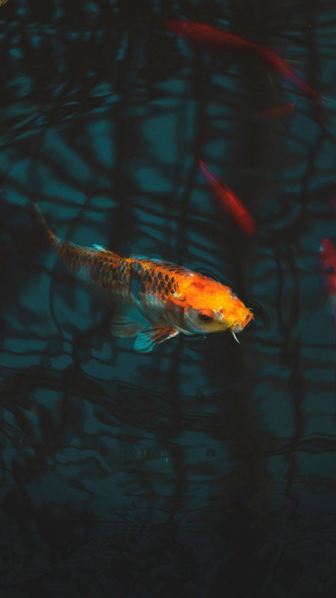 魚 桌布 壁紙 — 一條鮮豔的橙色錦鯉在深藍綠色的水中優雅地游動，帶有漣漪和陰影倒影。