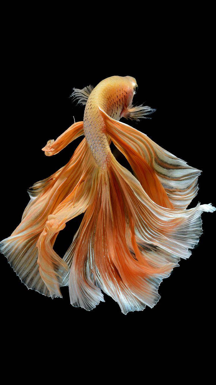 魚 桌布 壁紙 — 一條鮮豔的橙色鬥魚，帶有飄逸的魚鰭，在純黑色背景上優雅地游動。