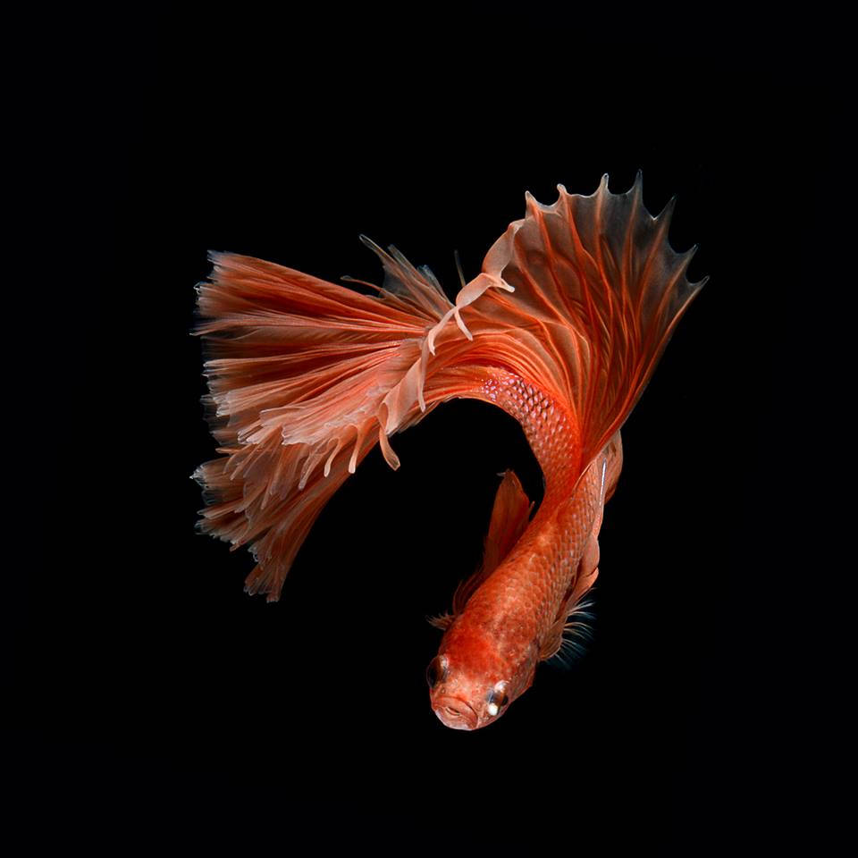 Betta Fish 桌布 壁紙 — 一條鮮豔的橙色鬥魚，擁有流暢的魚鰭，在純黑背景下優雅地彎曲。
