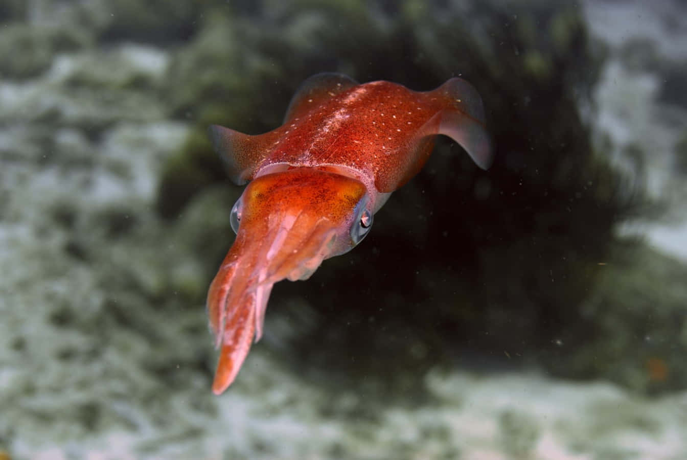squid 桌布 壁紙 — 一條鮮豔的橙色魷魚在模糊的珊瑚背景下，優雅地滑過渾濁的綠色水下水域。