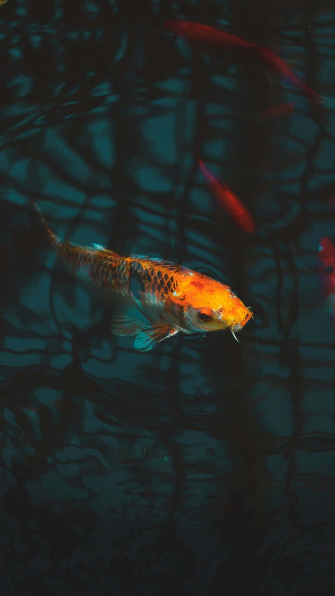 Koi Fish 桌布 壁紙 — 一條鮮豔的橙黑色錦鯉在深藍綠色水中優雅游動，水面泛起漣漪倒影。