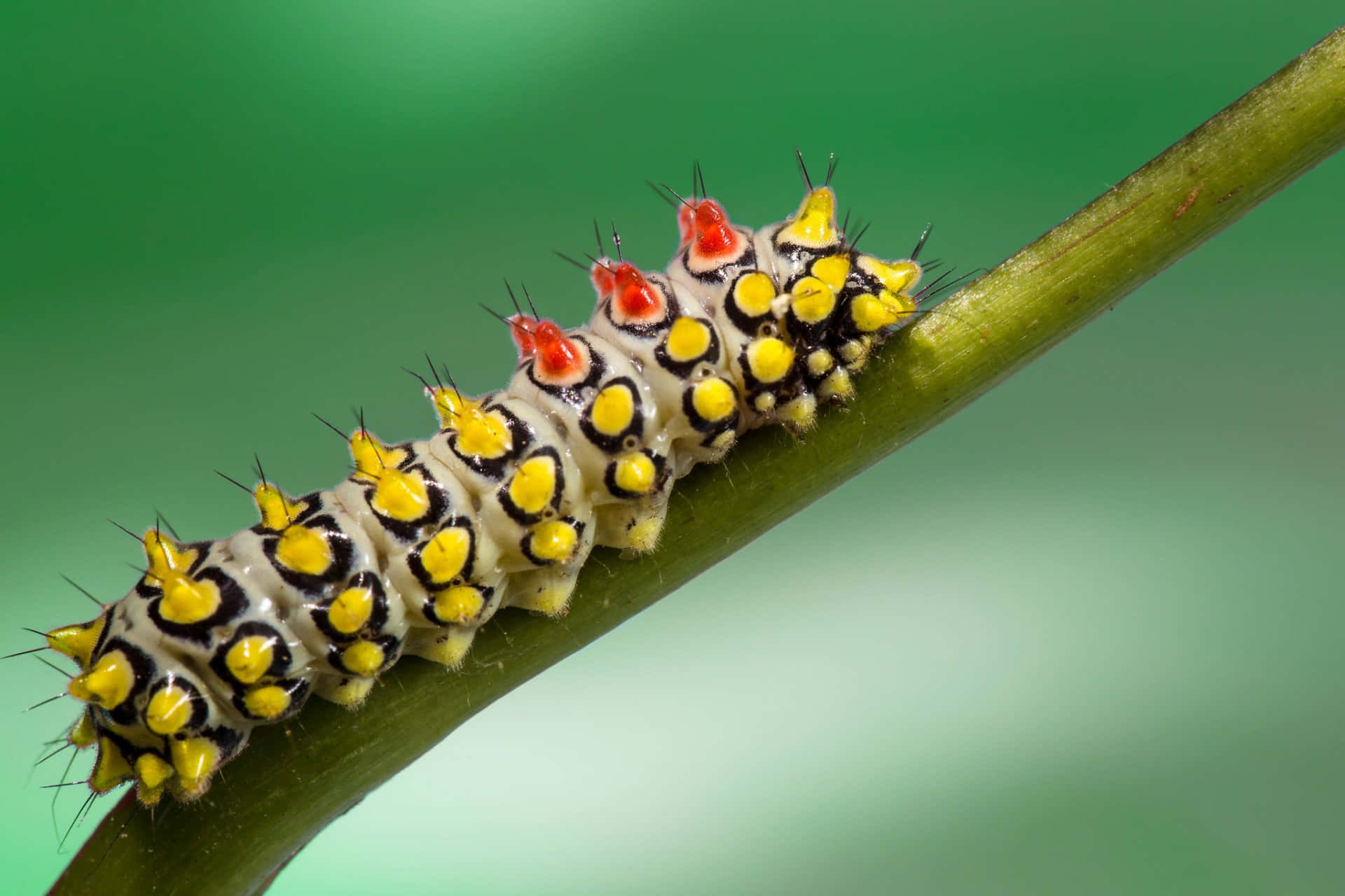 Caterpillar Insect 桌布 壁紙 — 一條鮮豔的毛毛蟲，帶有黃色、黑色和紅色的尖刺圖案，在柔和的綠色背景下沿著綠色莖幹爬行。