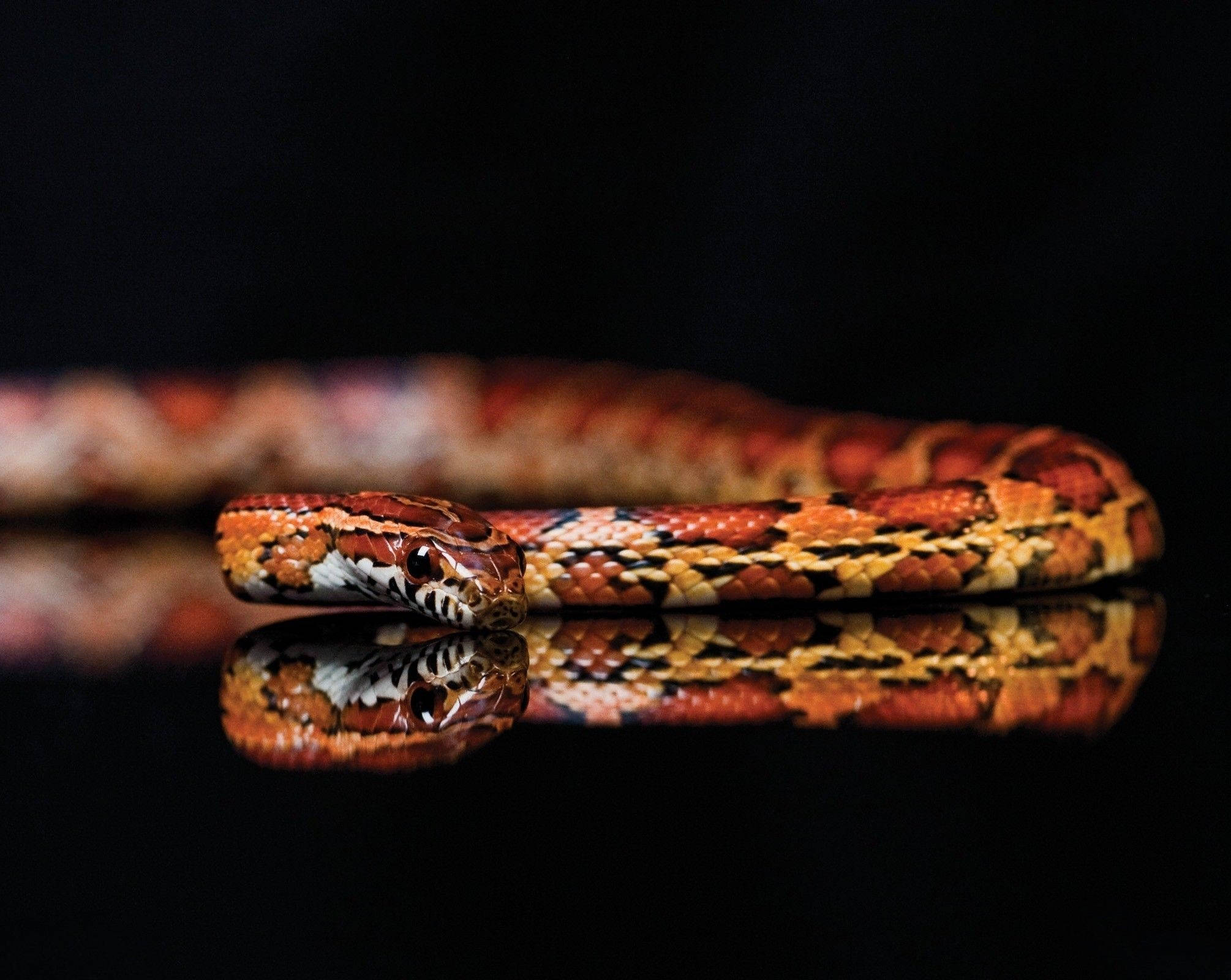 reptile 桌布 壁紙 — 一條鮮豔的玉米蛇優雅地盤繞在光亮的黑色表面上，其鮮明的橙色和紅色鱗片完美地倒映在下方。
