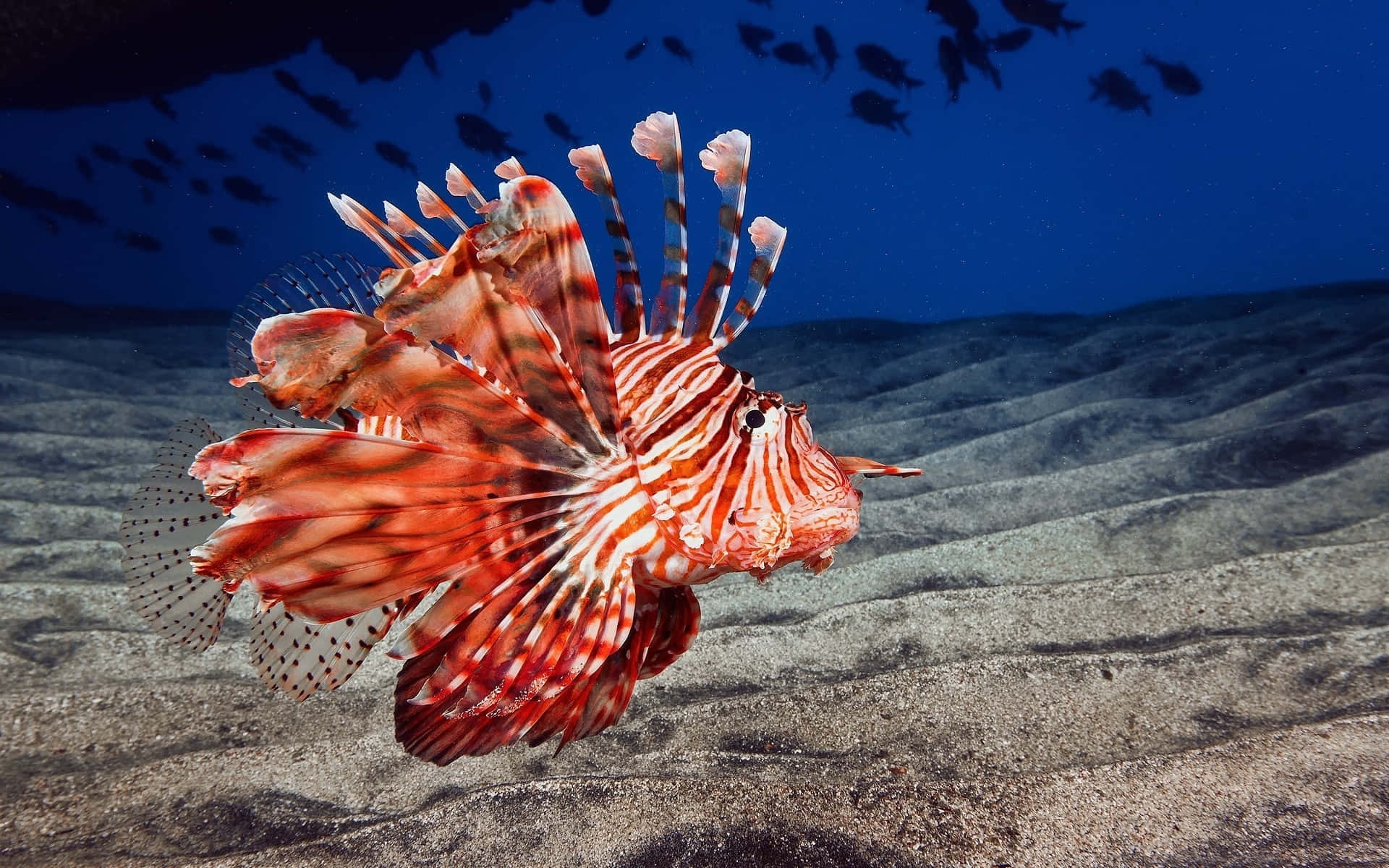 Sea Creature 桌布 壁紙 — 一條鮮豔的紅白獅子魚在深藍色海水和小魚的背景中，優雅地在沙質海床上滑行。