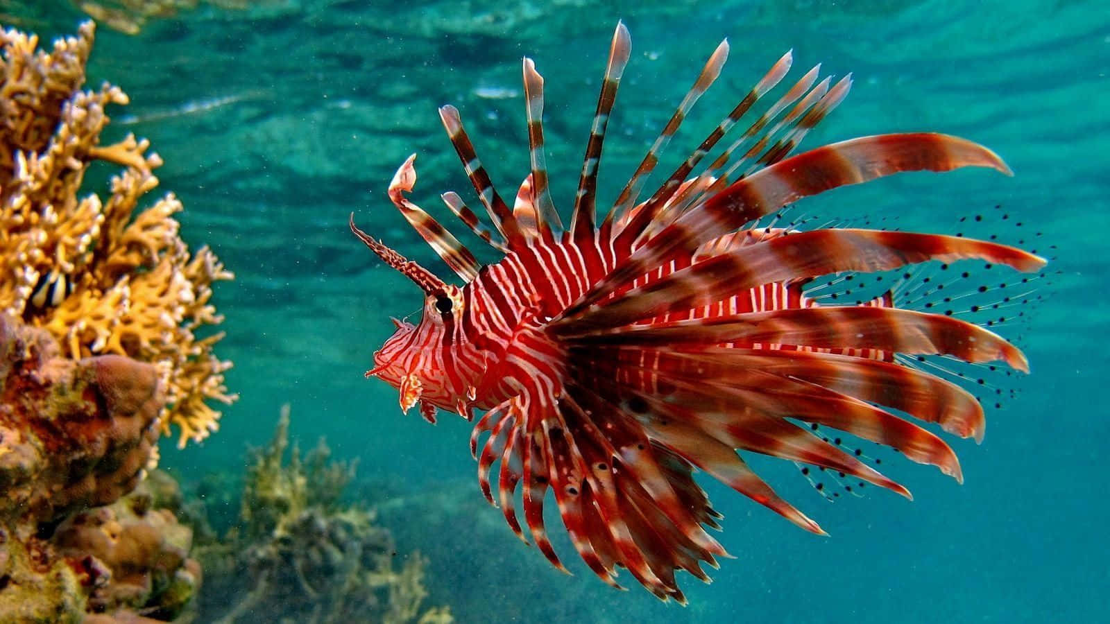 一條紅白獅子魚在碧綠海水中靠近珊瑚游泳。 — 水下動畫 壁紙