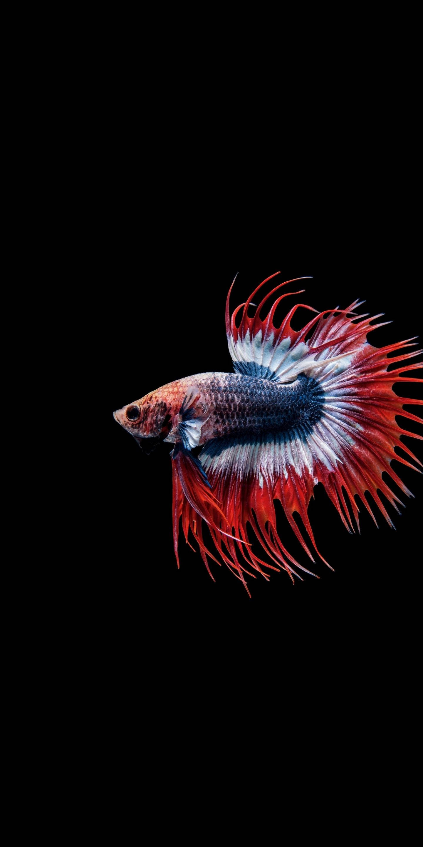 動物 桌布 壁紙 — 一條鮮豔的紅白藍鬥魚，擁有流暢的魚鰭，在純黑背景中優雅地游動。