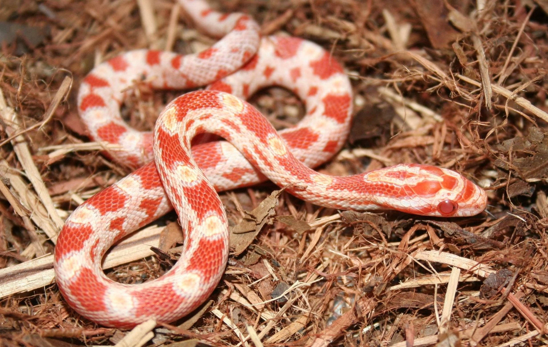 reptile 桌布 壁紙 — 一條鮮豔的紅白蛇優雅地盤繞在乾燥的棕色覆蓋物和樹枝之間。