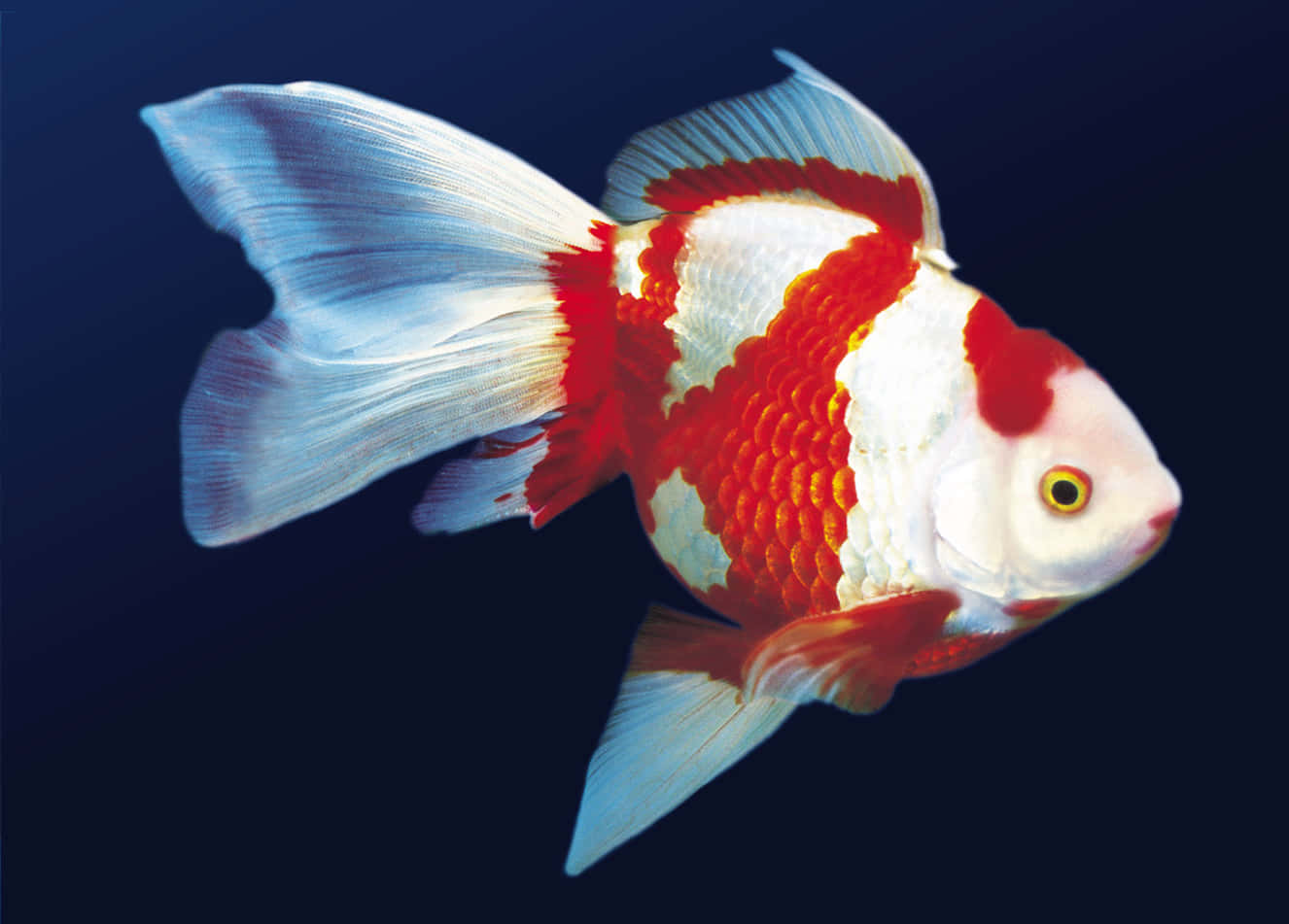 金魚 桌布 壁紙 — 一條鮮豔的紅白觀賞金魚，魚鰭飄逸，在深藍色背景上優雅地滑行。