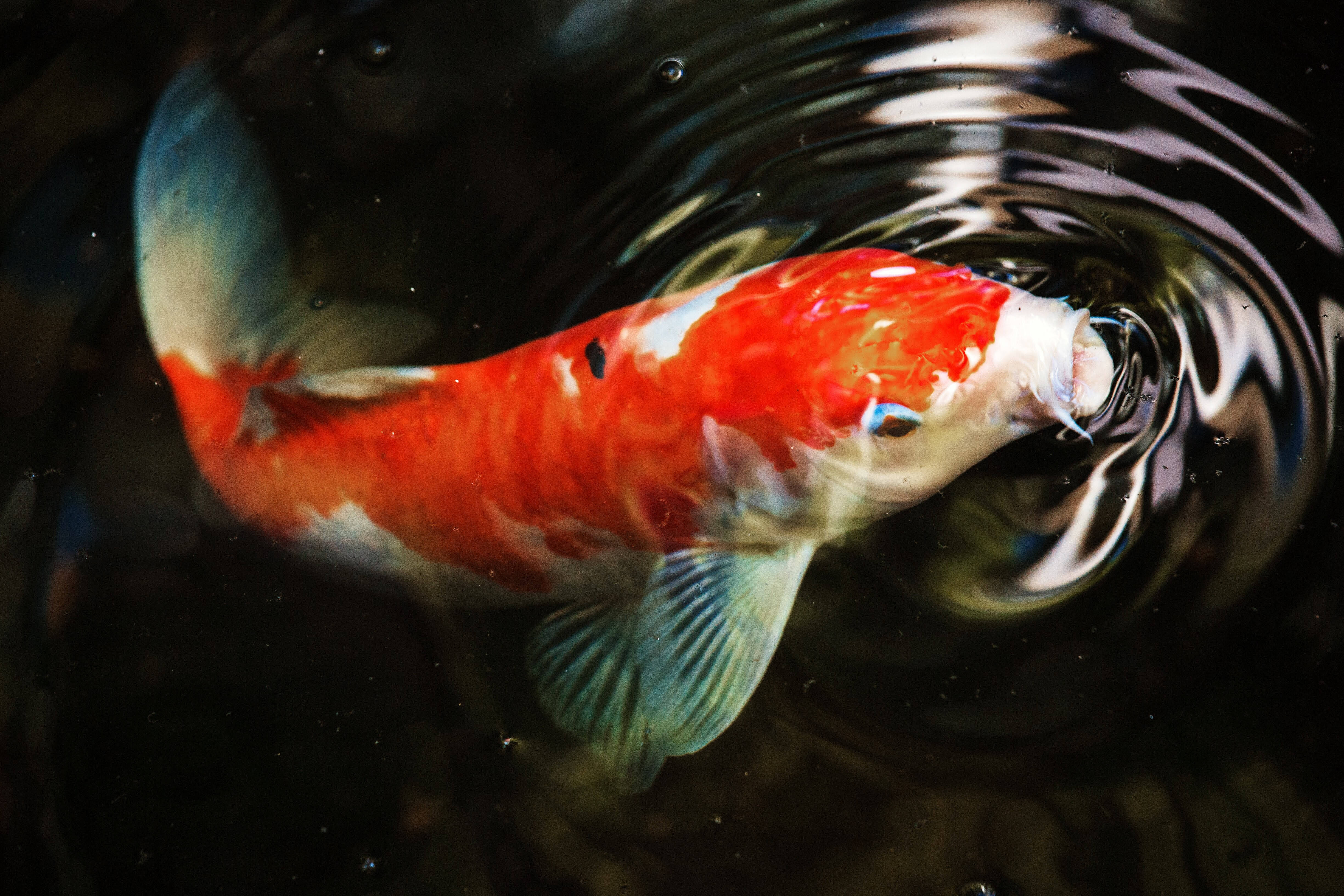 魚 桌布 壁紙 — 一條鮮豔的紅白錦鯉在黑暗的水中優雅地游動，身體周圍形成旋轉的漣漪。