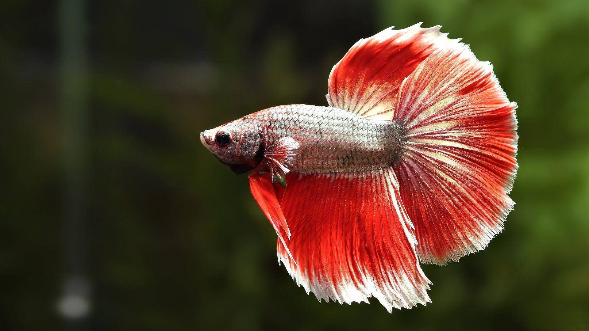 Betta Fish 桌布 壁紙 — 一條鮮豔的紅白鬥魚，在柔和的綠色模糊背景下，優雅地游動，魚鰭飄逸。