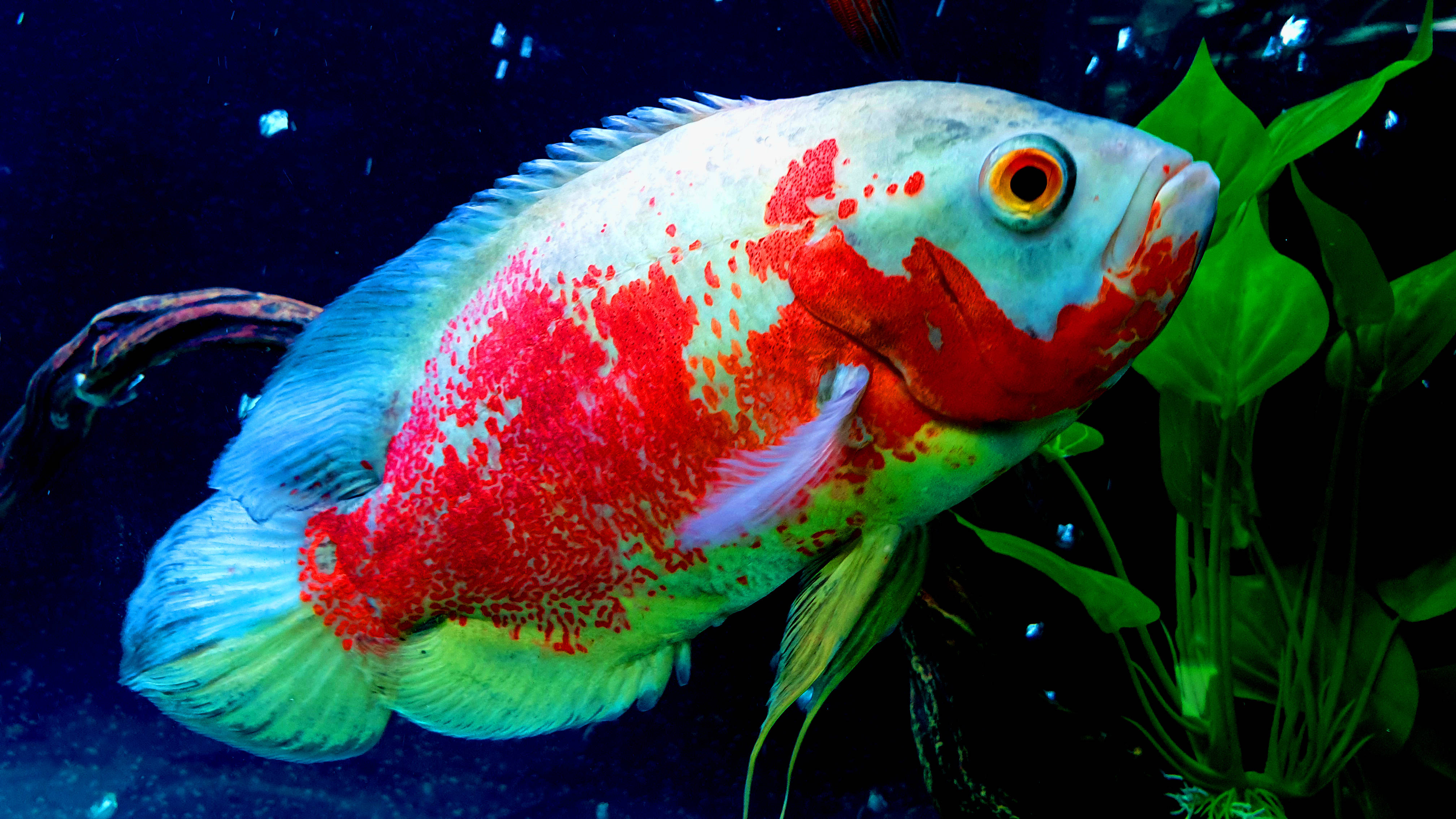 魚 桌布 壁紙 — 一條鮮豔的紅色和藍色魚在黑暗的水族箱環境中優雅地游近綠色水生植物。