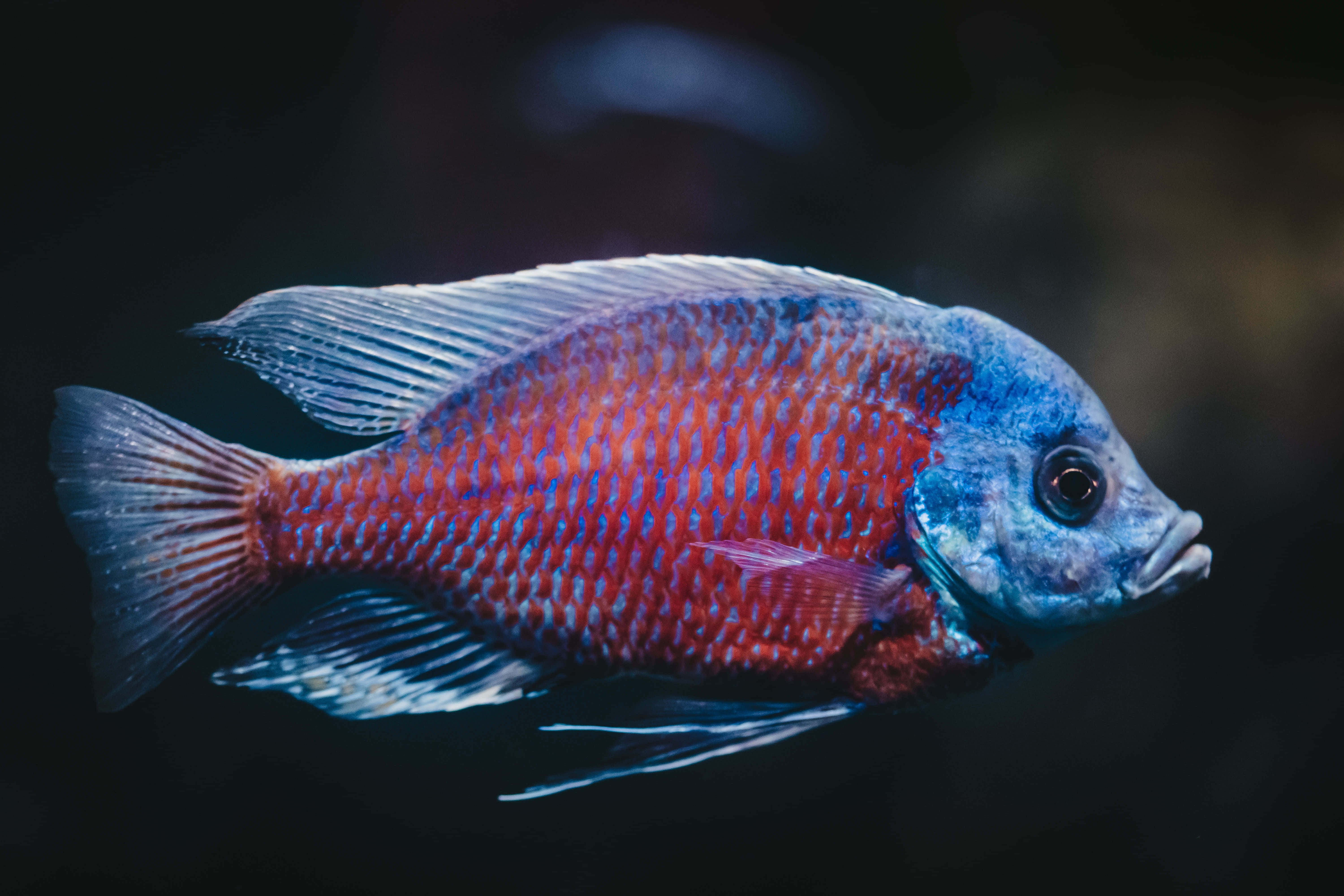 Fish Scale 桌布 壁紙 — 一條鮮豔的紅藍慈鯛在黑暗模糊的背景中優雅地游動。