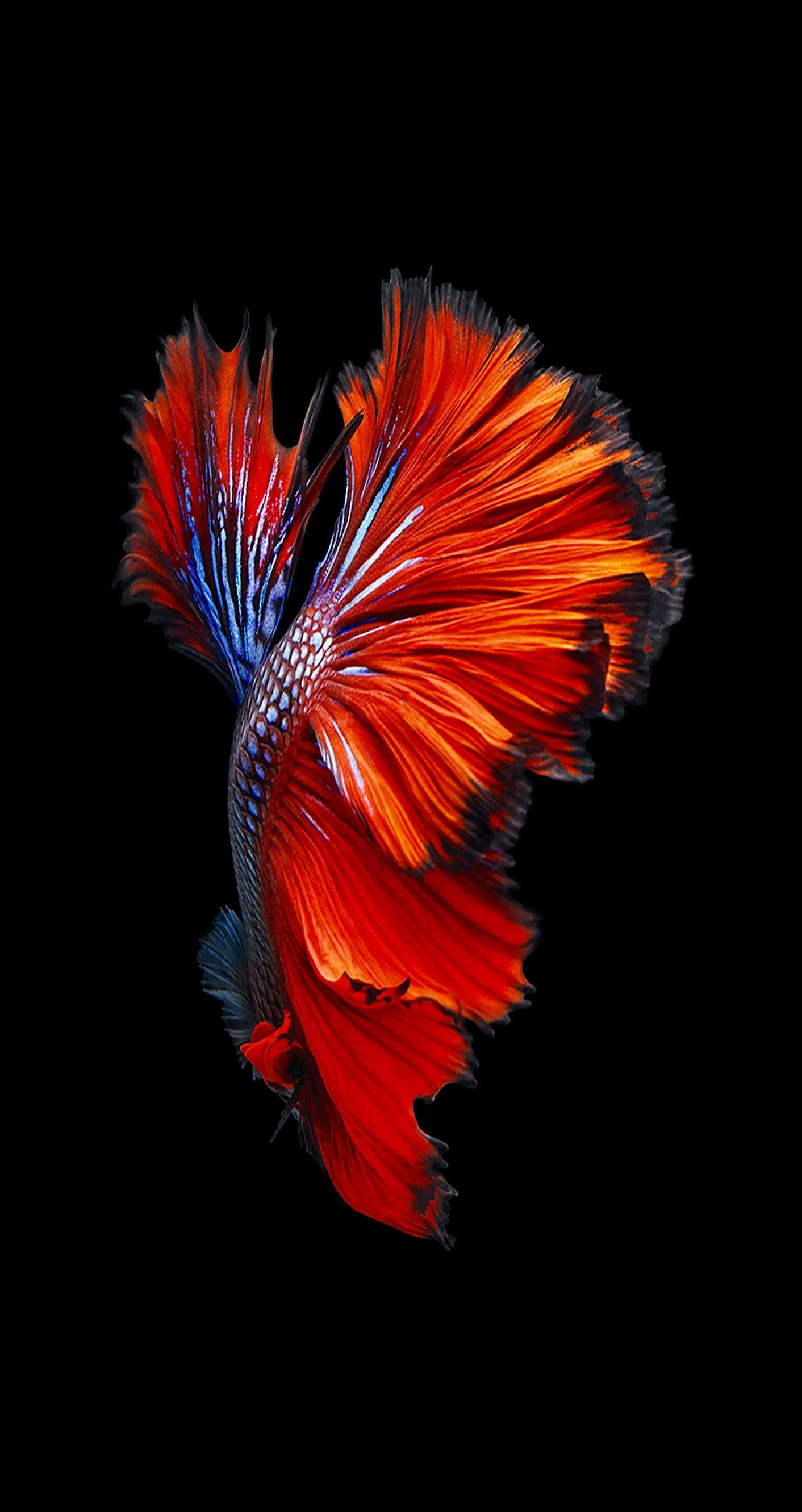 iPhone 桌布 壁紙 — 一條鮮豔的紅藍鬥魚，魚鰭飄逸，在純黑背景下閃耀。
