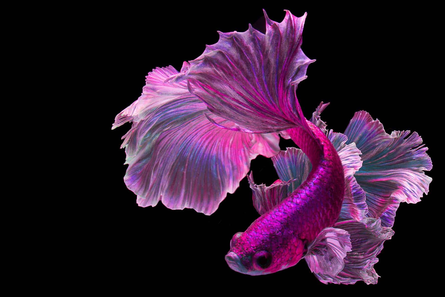 Betta Fish 桌布 壁紙 — 一條鮮豔的紫色鬥魚，魚鰭飄逸，在純黑背景中閃耀。